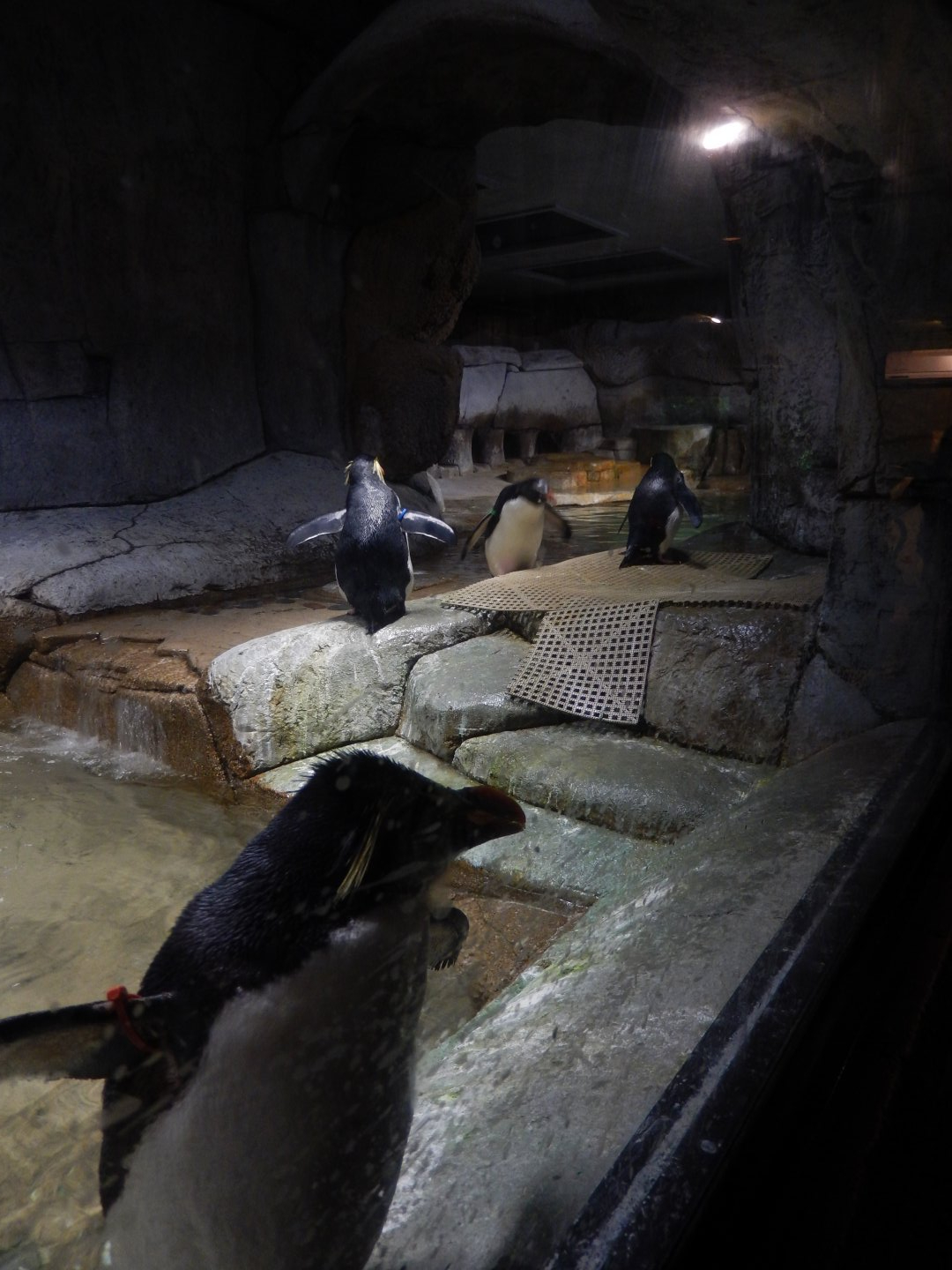 5/21/2018 - Rockhopper Penguin Exhibit