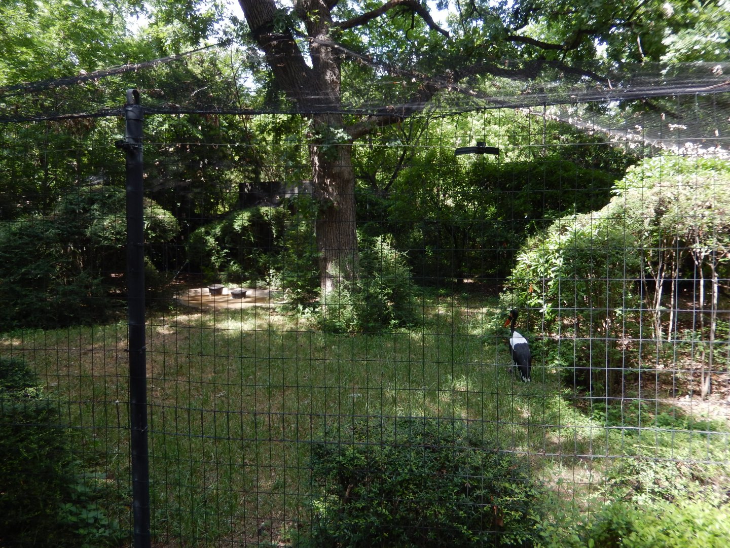 5/21/2018 - Saddle-billed Stork and Helmeted Guineafowl Habitat
