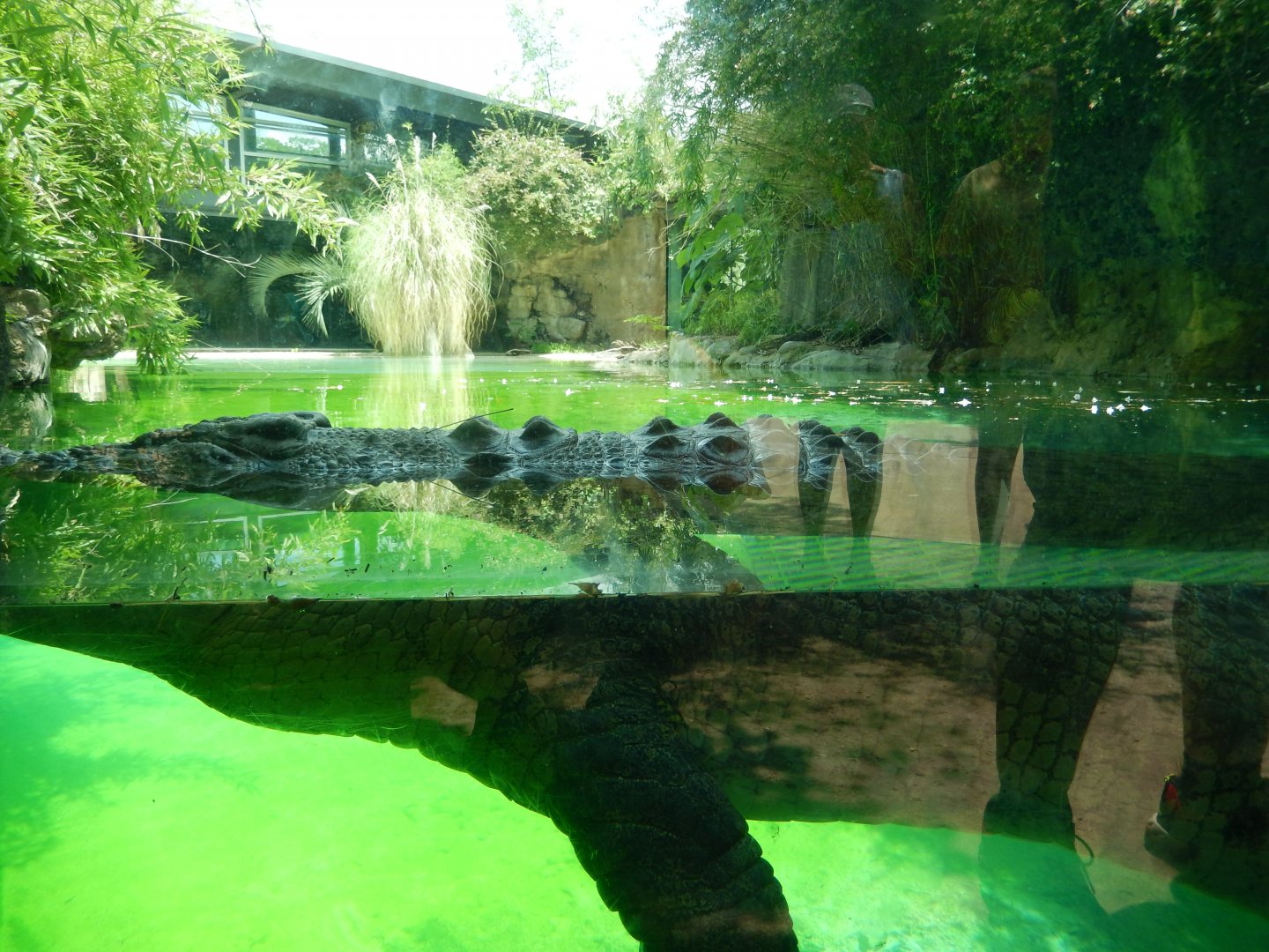 5/21/2018 - Saltwater Crocodile Habitat