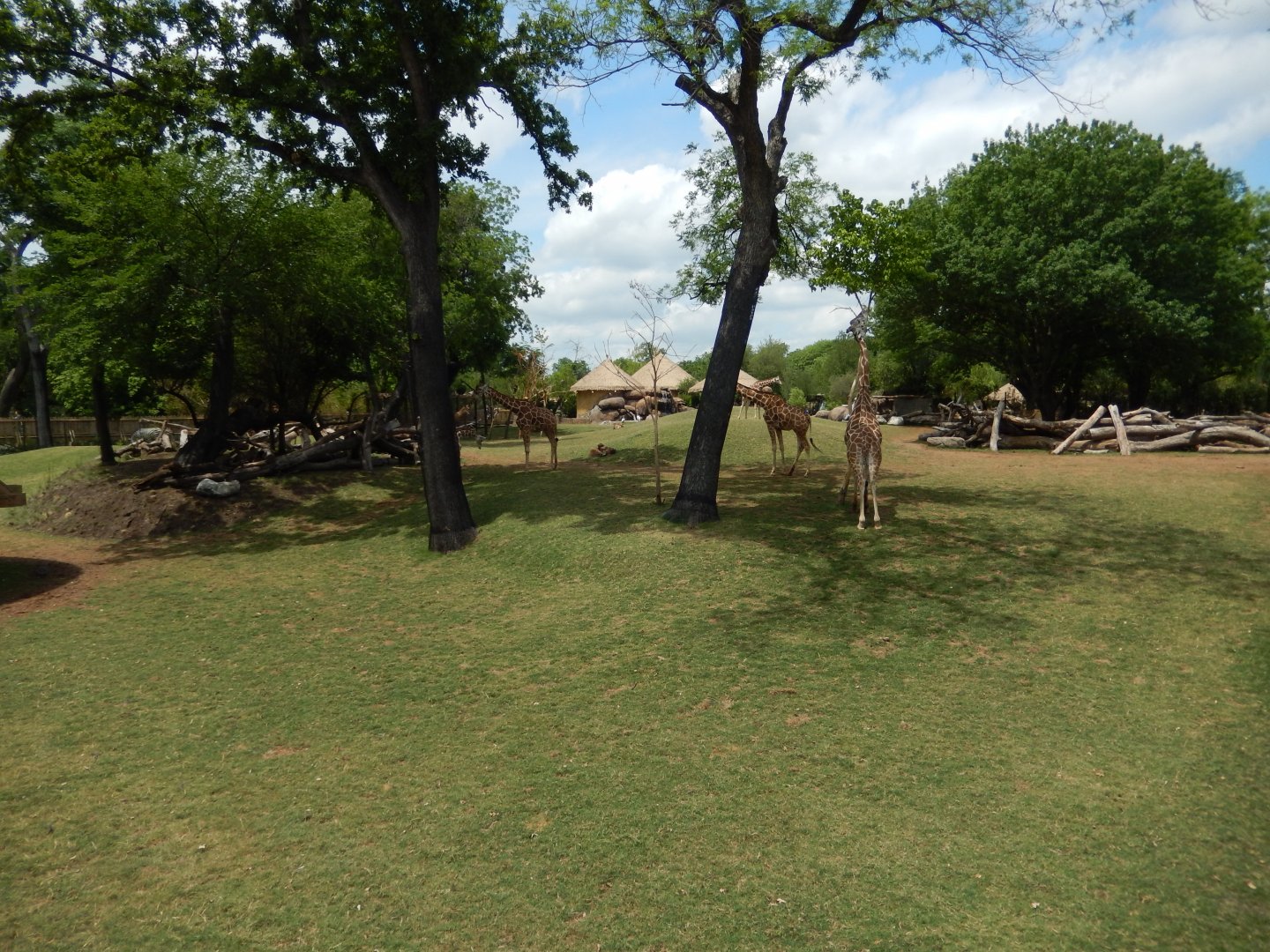 5/21/2018 - Savanna Habitat