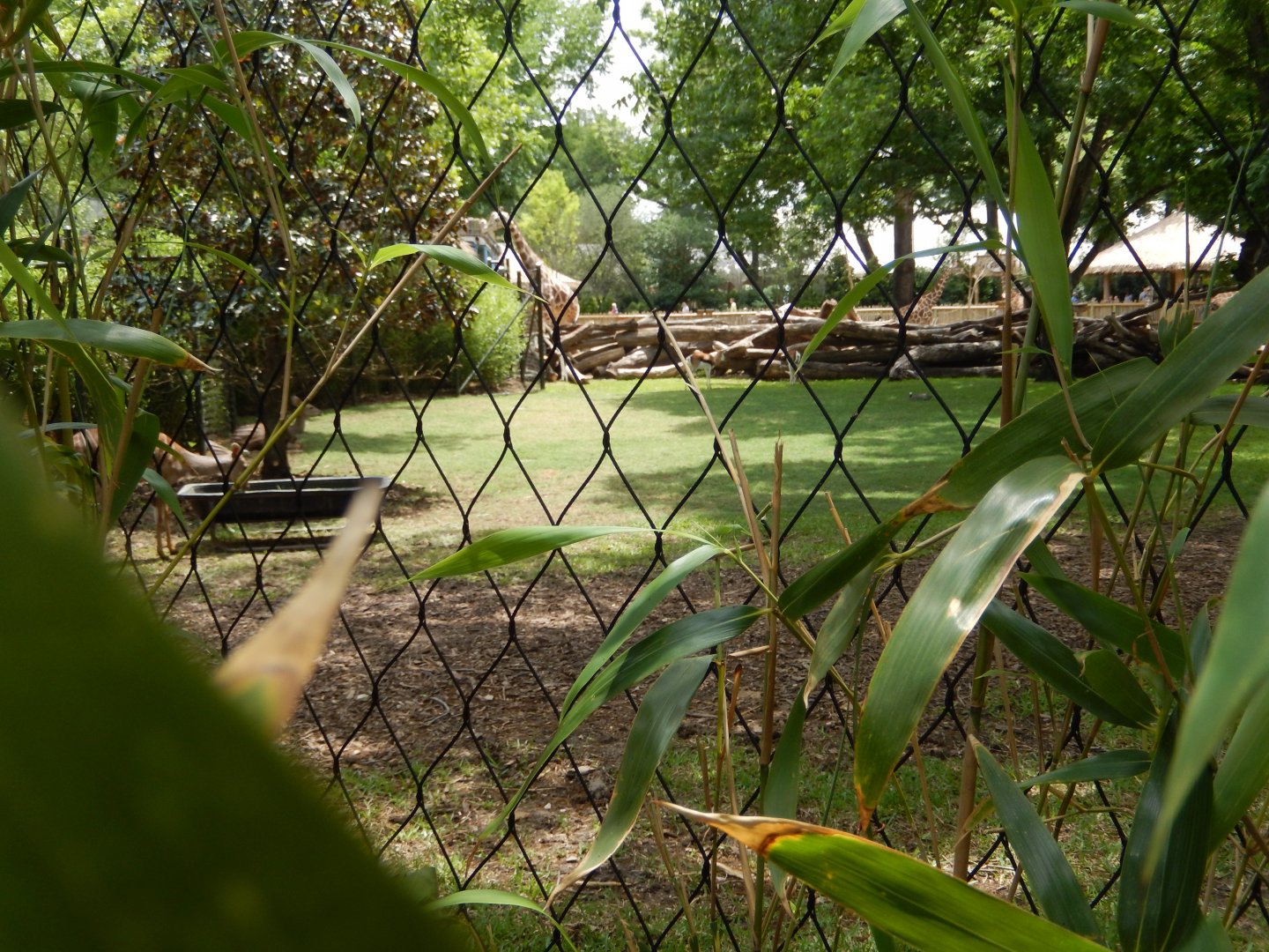 5/21/2018 - Separate Hoofstock Paddock