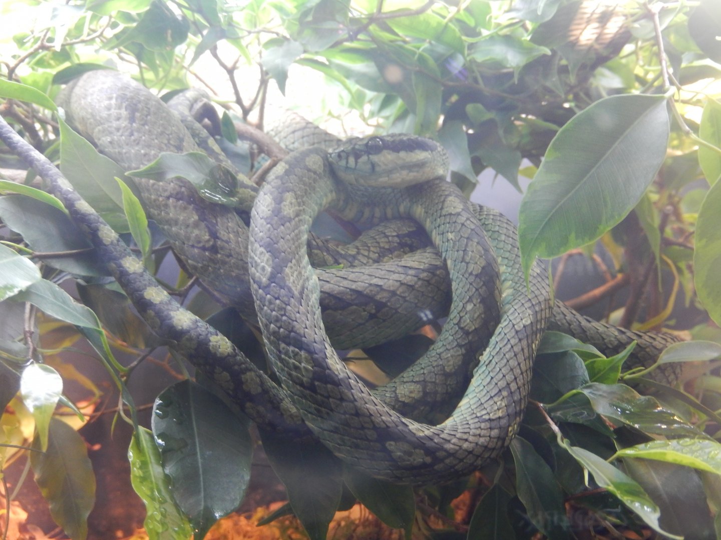 5/21/2018 - Snake ID?