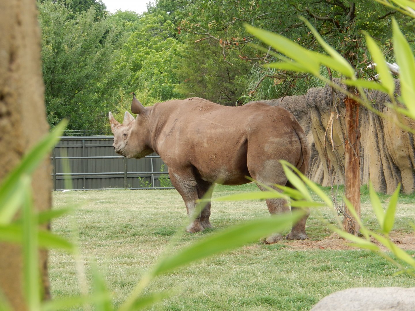 5/21/2018 - Southern Black Rhinoceros