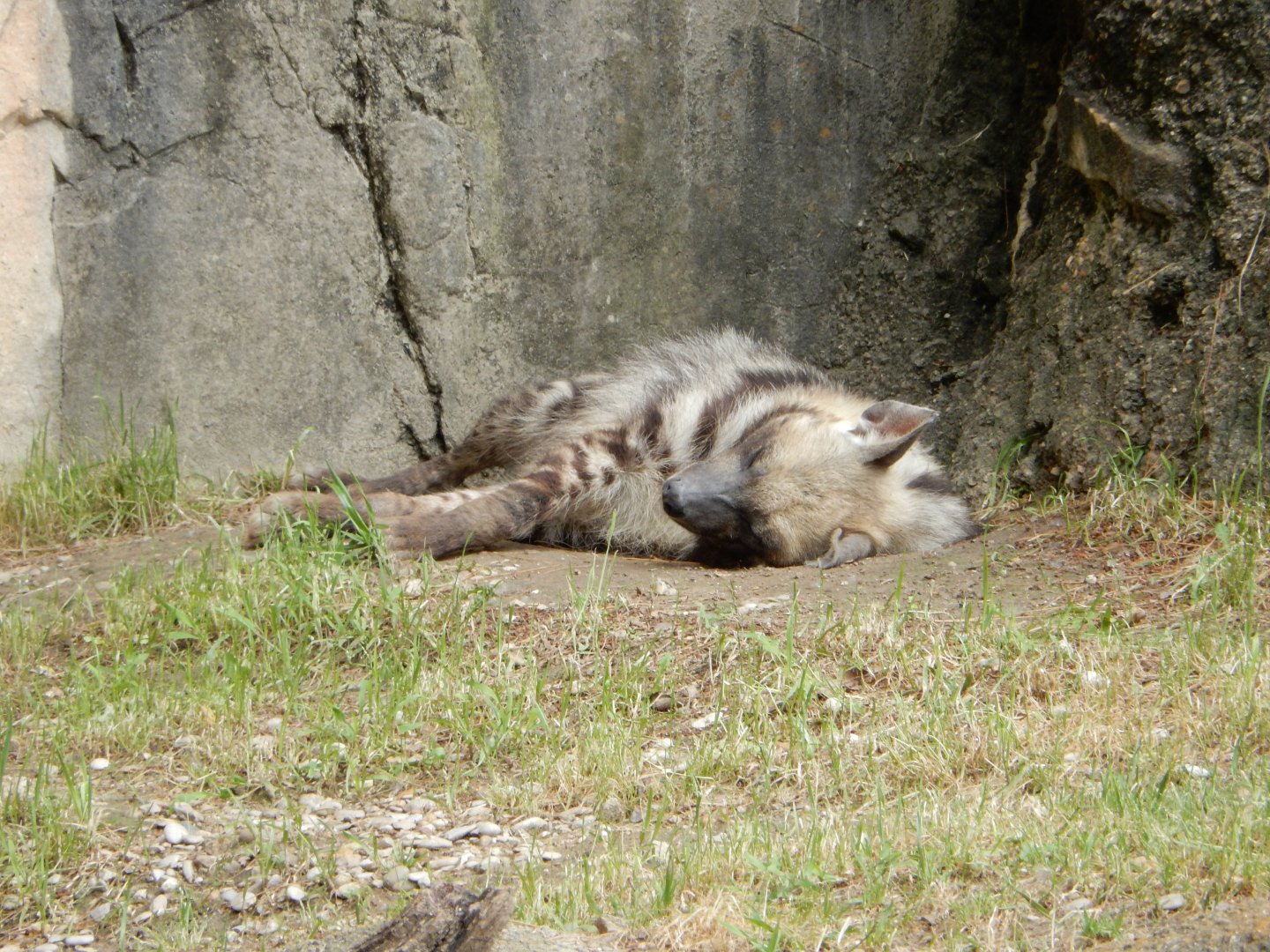 5/21/2018 - Striped Hyena