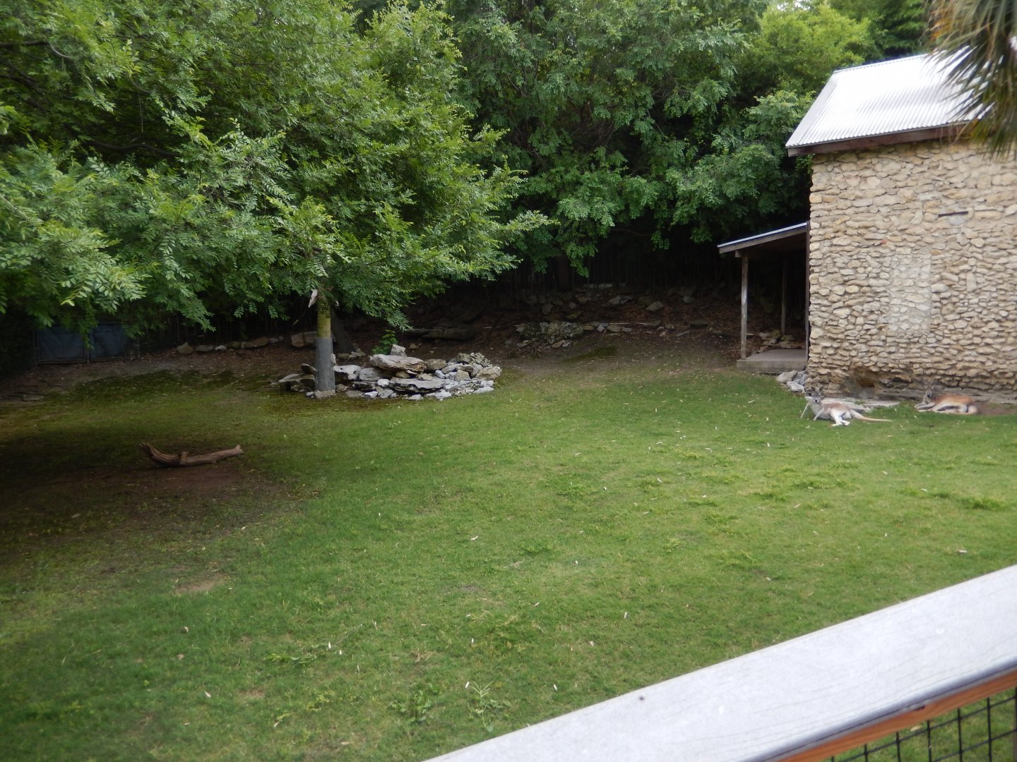 5/21/2018 - Walkthrough Exhibit (Red Kangaroo Half)