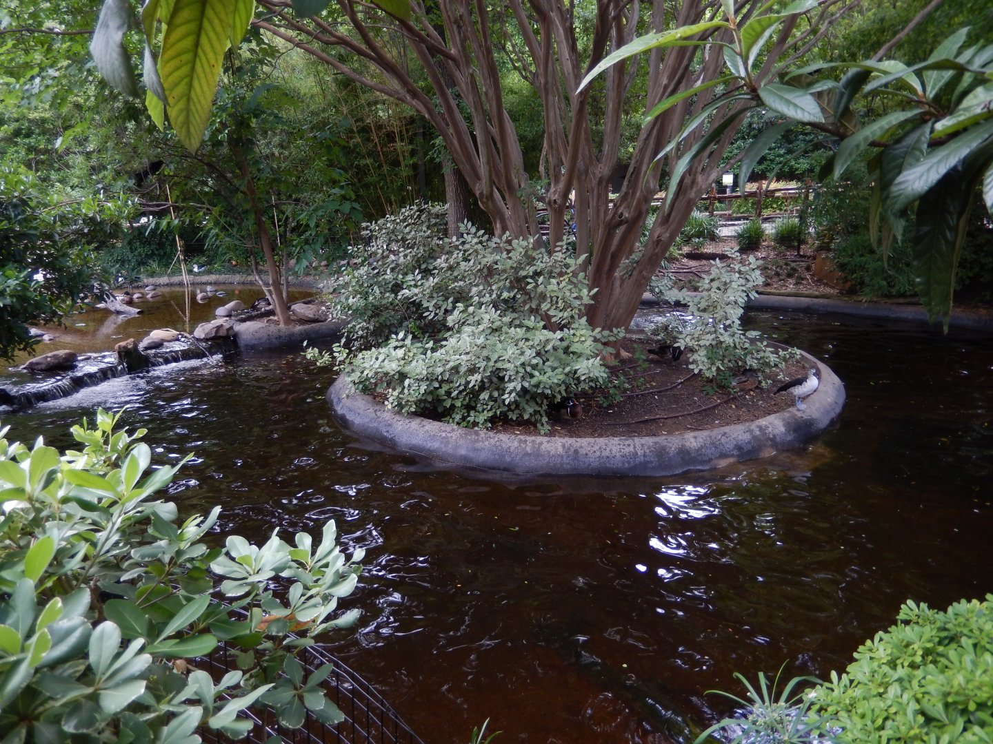 5/21/2018 - Waterfowl Pond