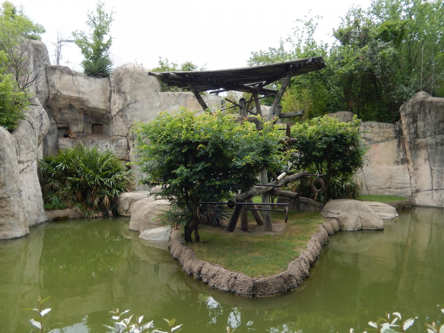 5/21/2018 - White-Cheeked Gibbon Exhibit