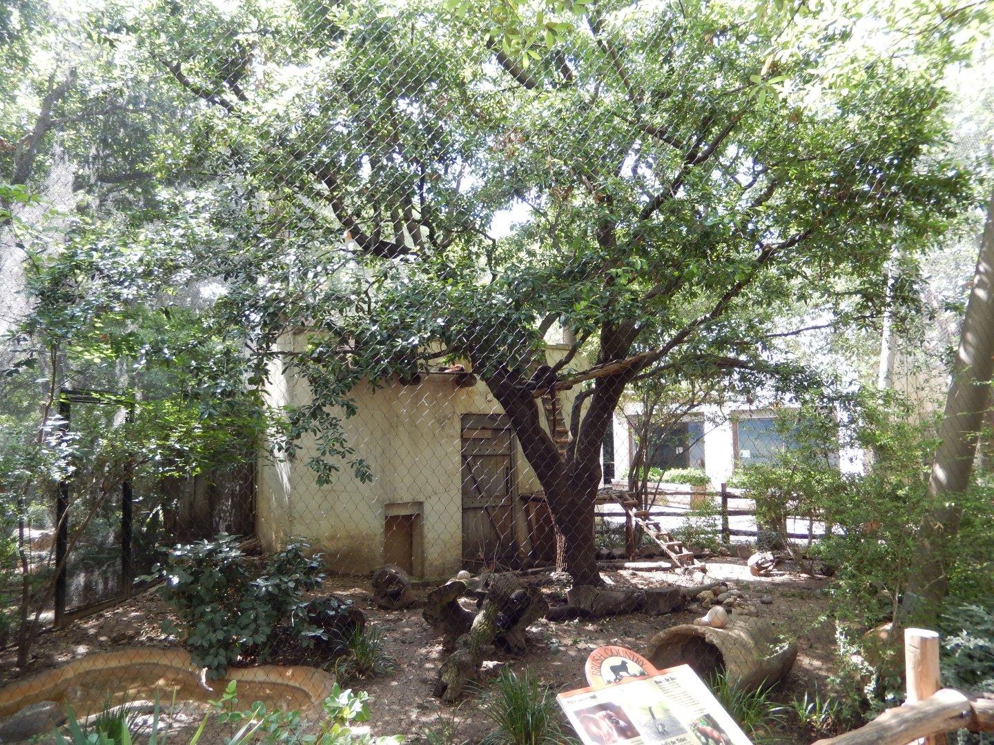 5/21/2018 - White-Nosed Coati Exhibit