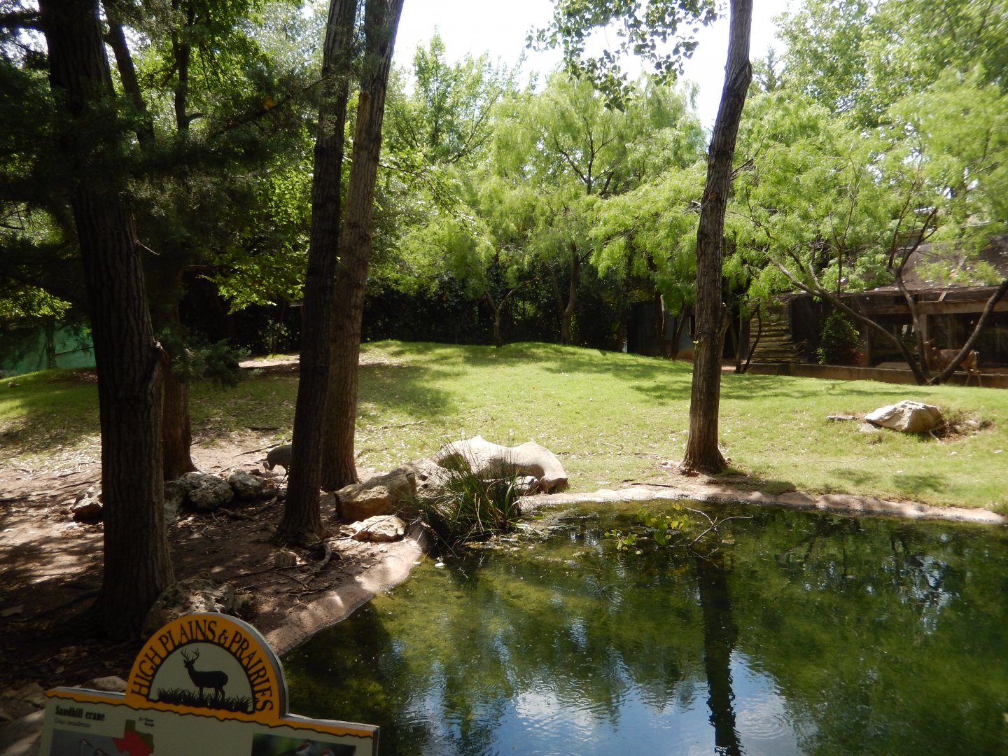 5/21/2018 - White-Tailed Deer and Sandhill Crane Habitat