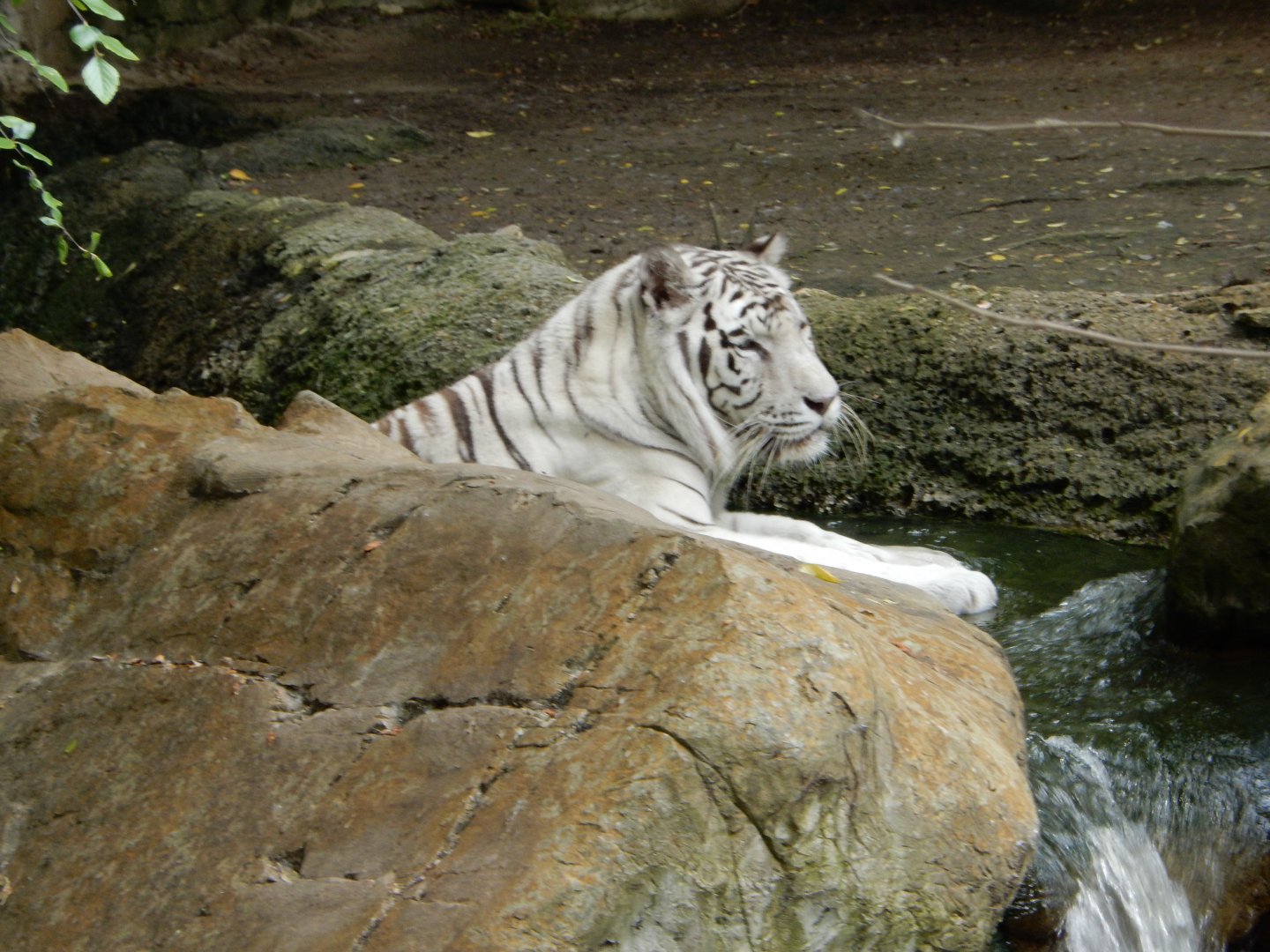 5/21/2018 - White Tiger