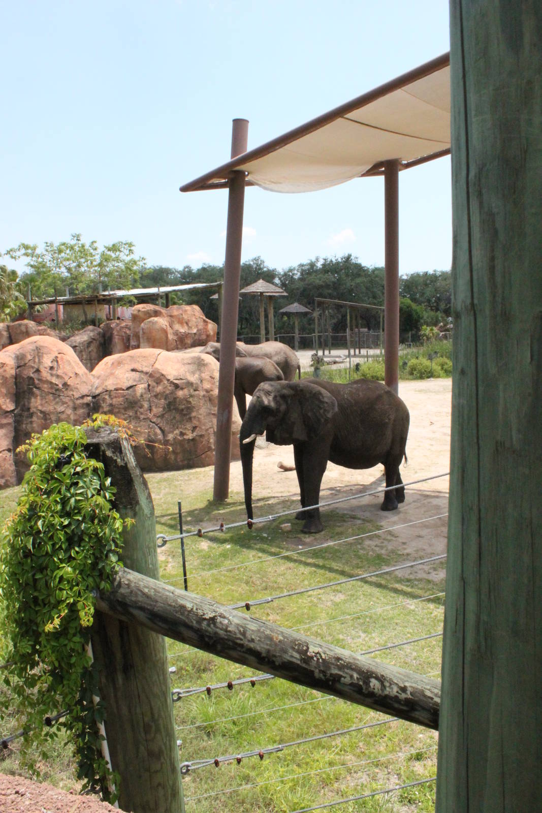 5/22/2011 African Elephant enclosure