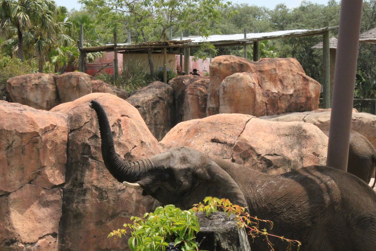 5/22/2011 African Elephant periscope up captin!