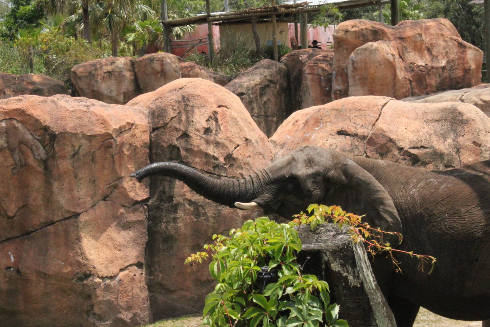 5/22/2011 African Elephant trunk