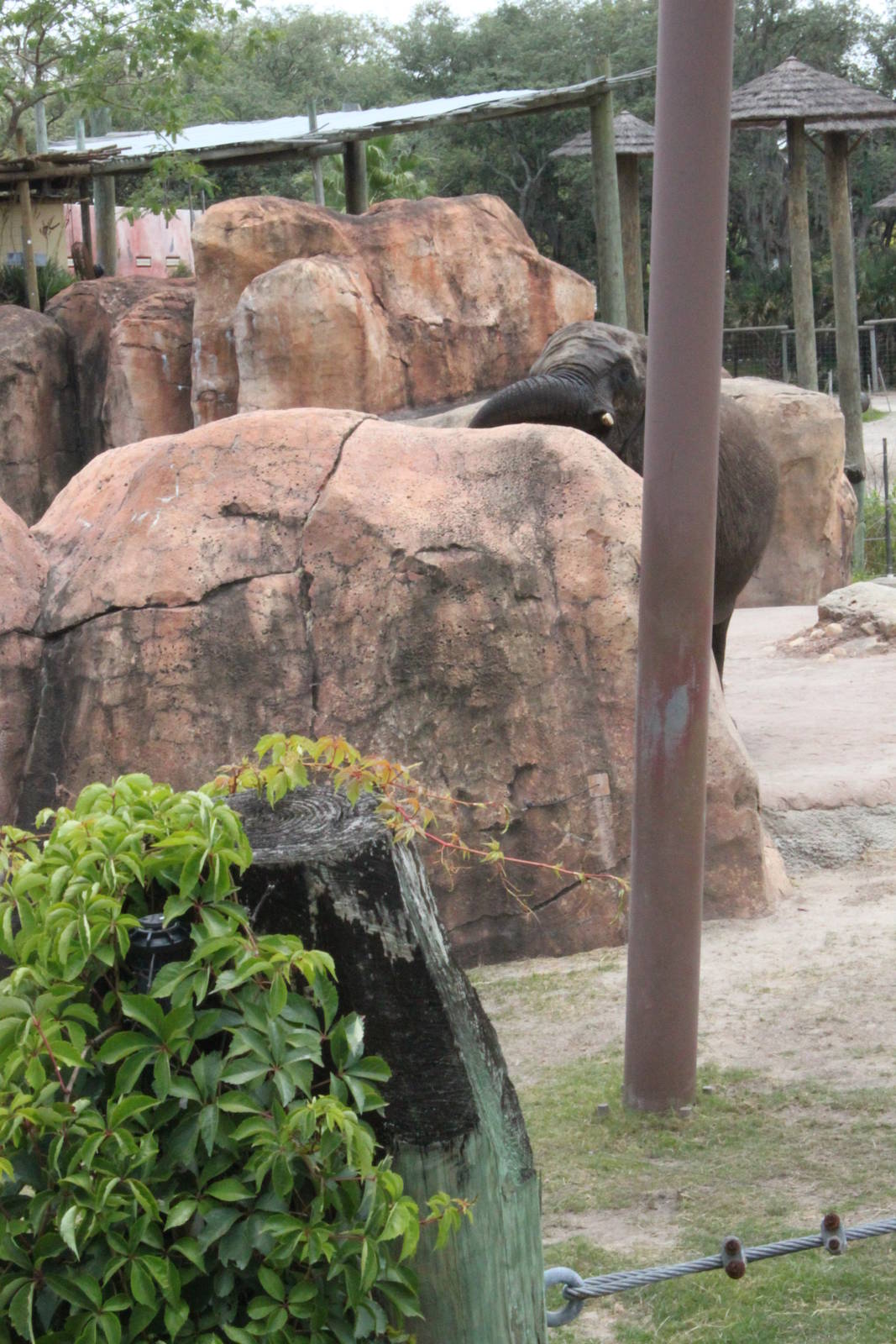 5/22/2011 African Elephant trying to get Ice cube veggi enrichment from roc