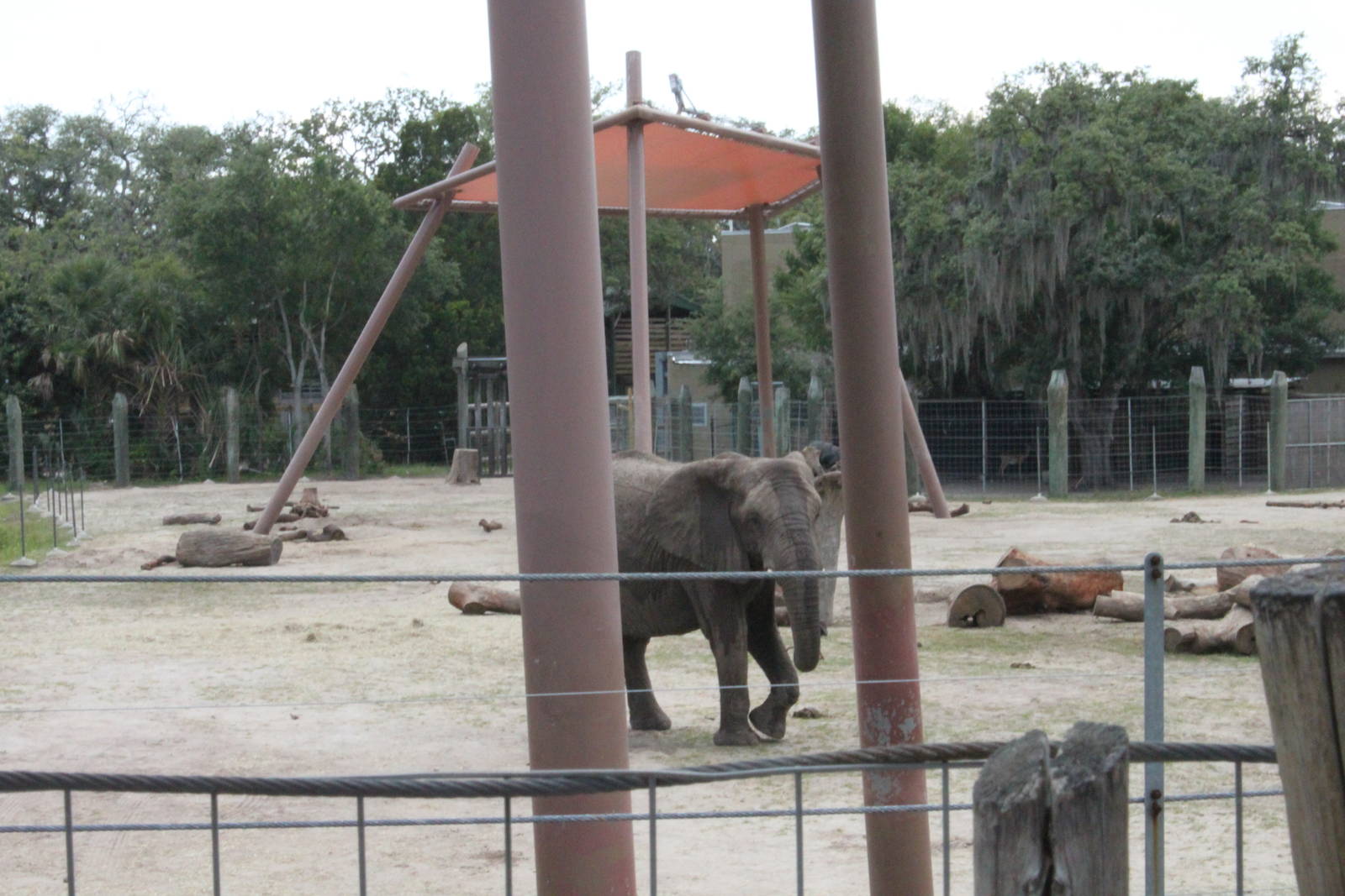 5/22/2011 African Elephant