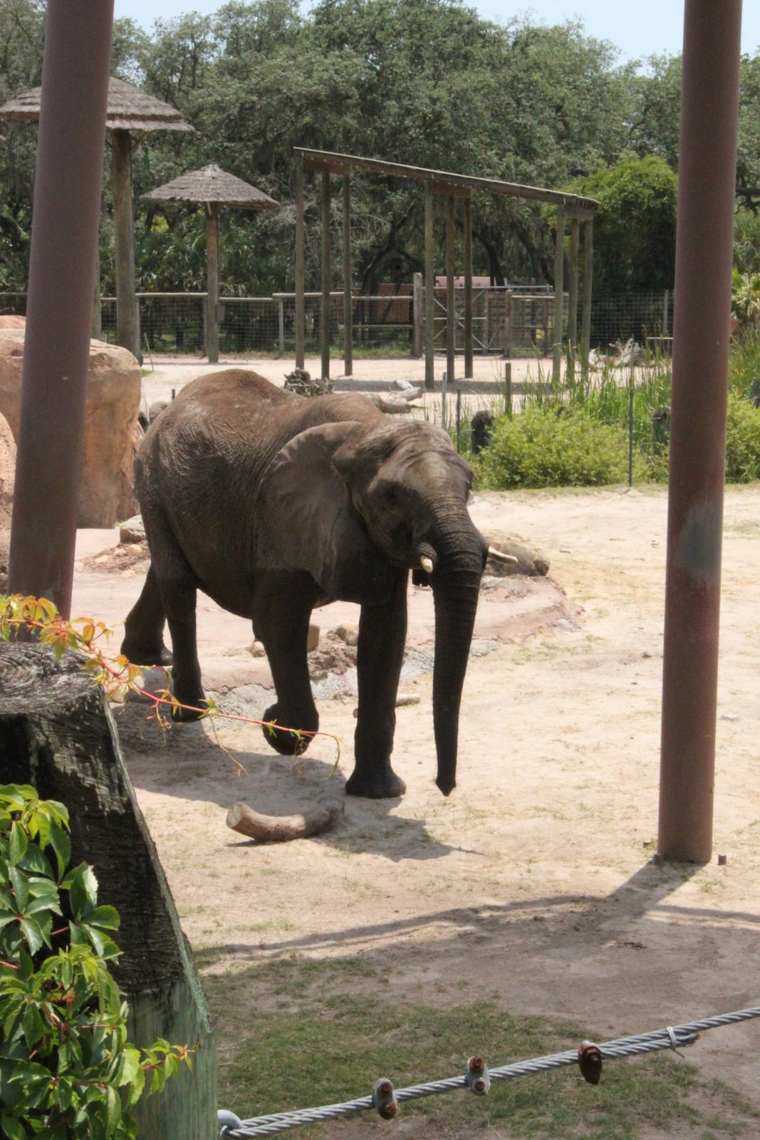 5/22/2011 African Elephant