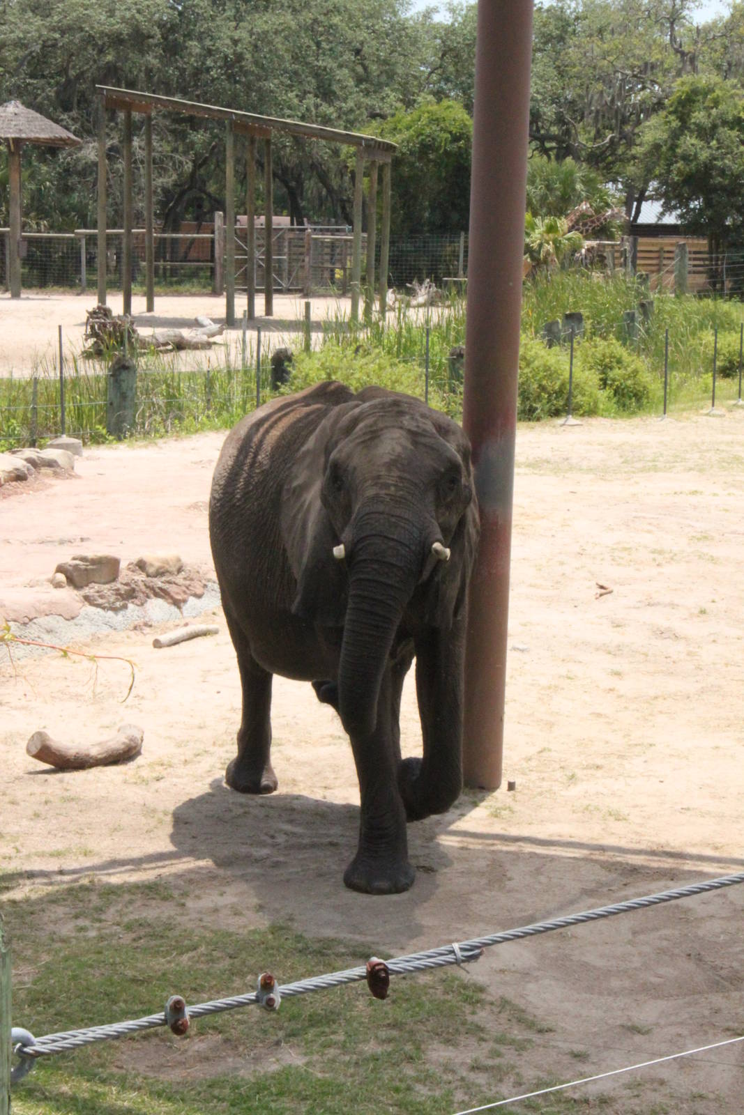 5/22/2011 African Elephant