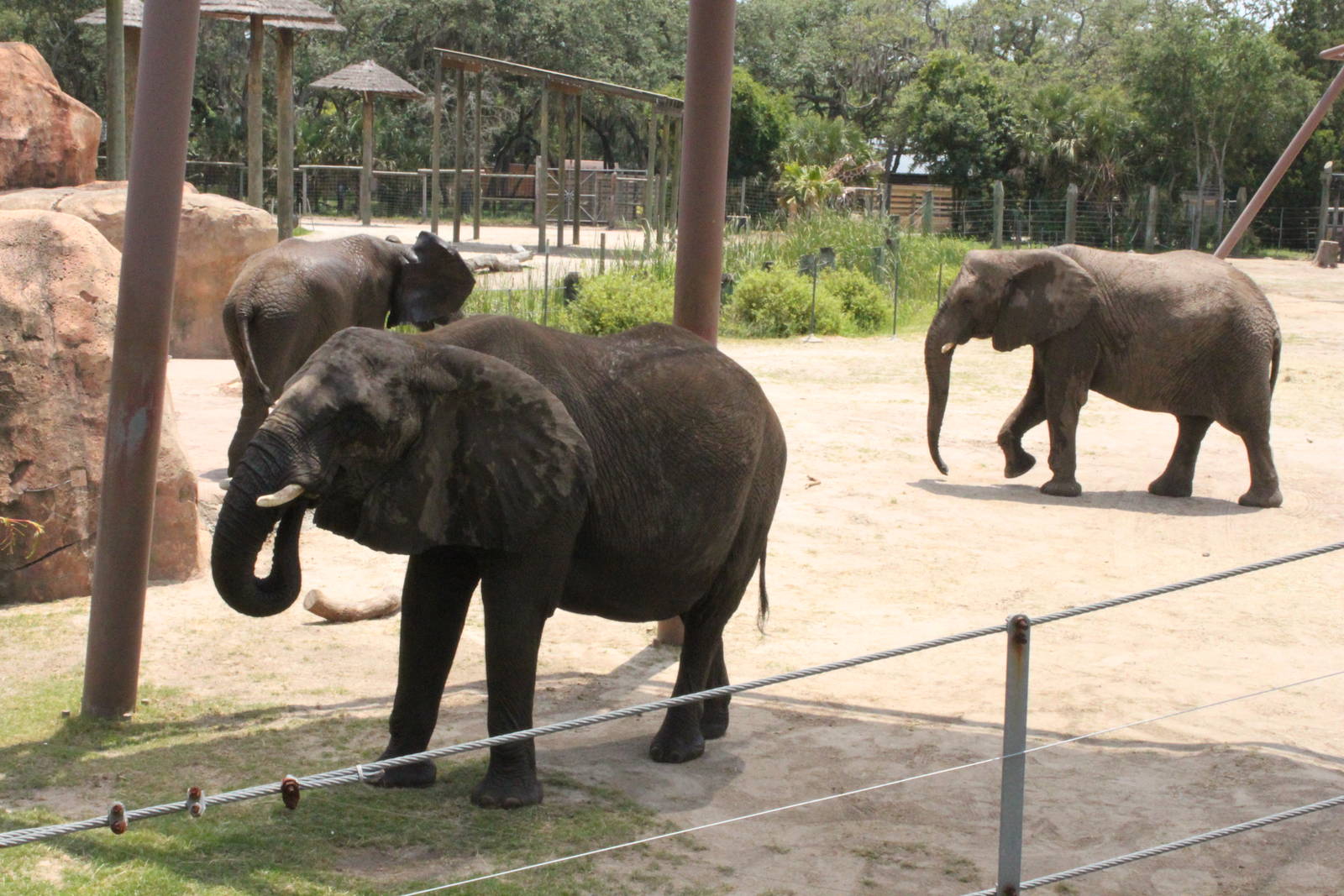 5/22/2011 African Elephant