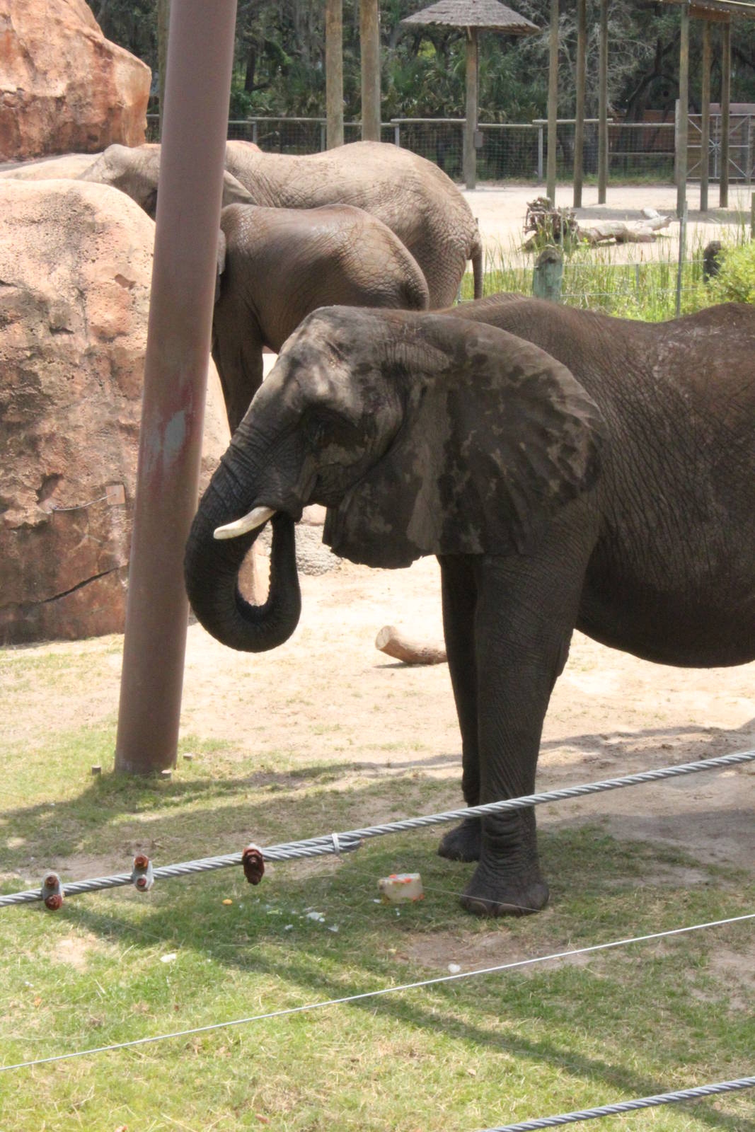 5/22/2011 African Elephant