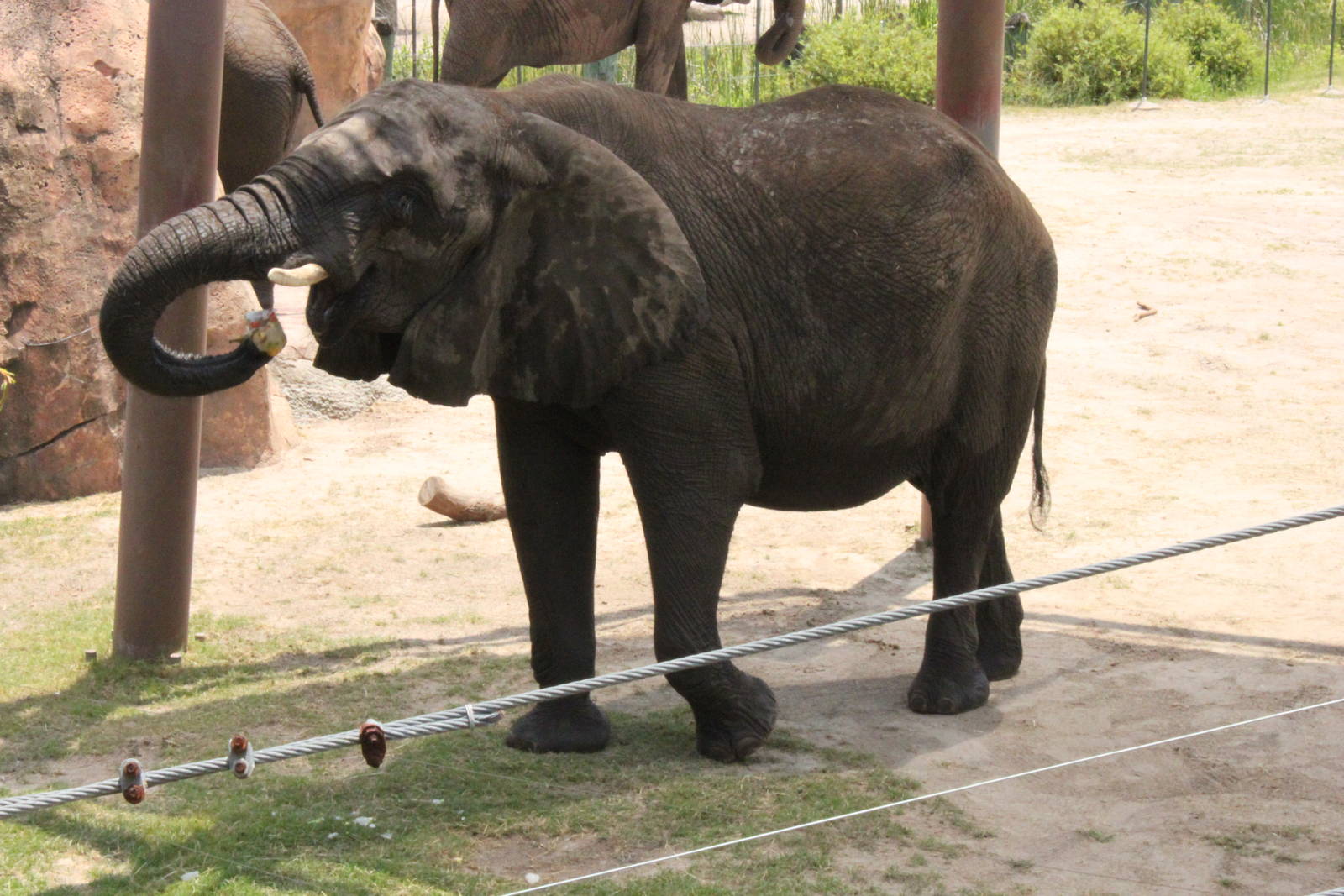 5/22/2011 African Elephant