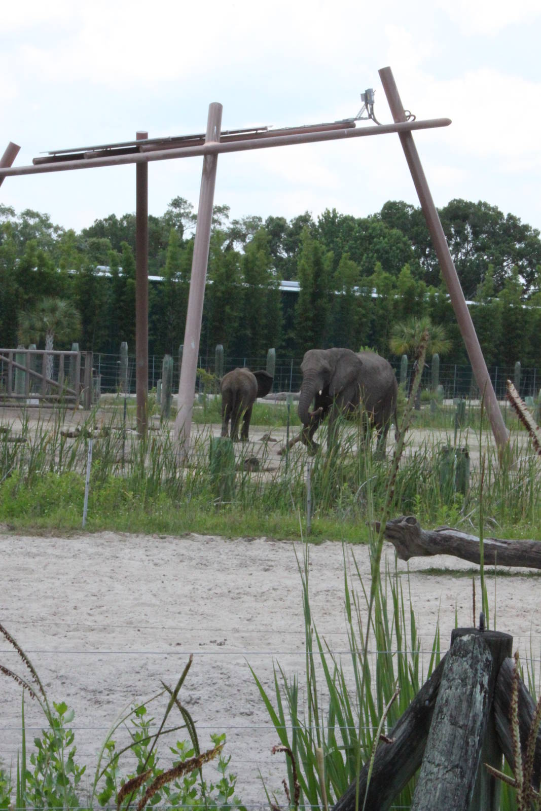 5/22/2011 African Elephants