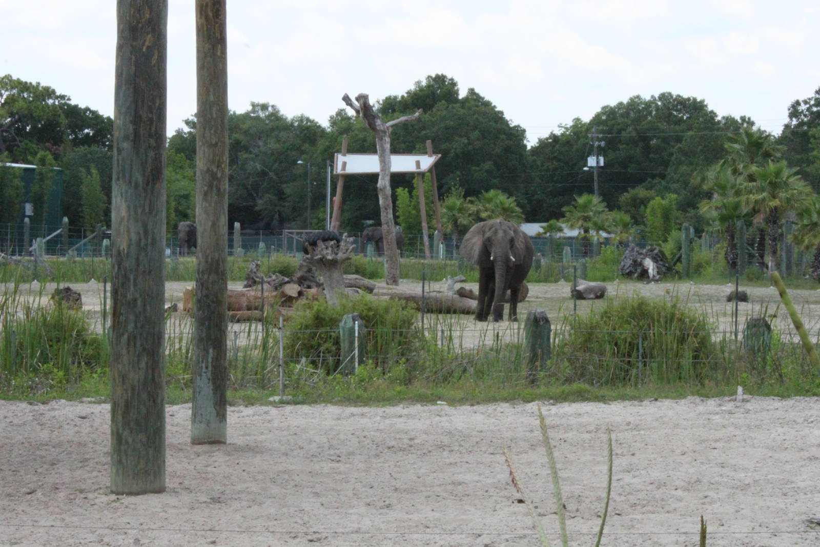 5/22/2011 African Elephants