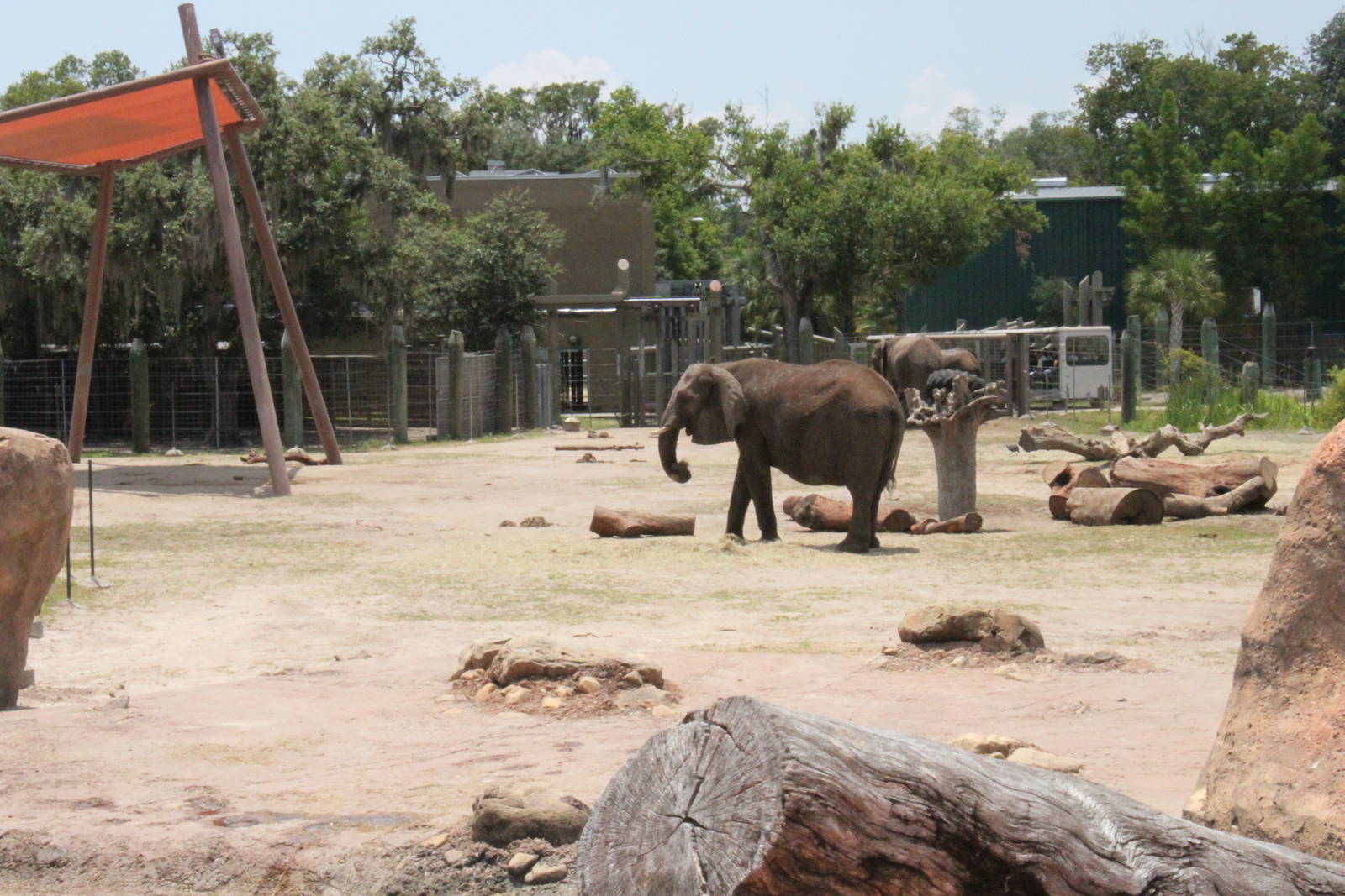 5/22/2011 African Elephants