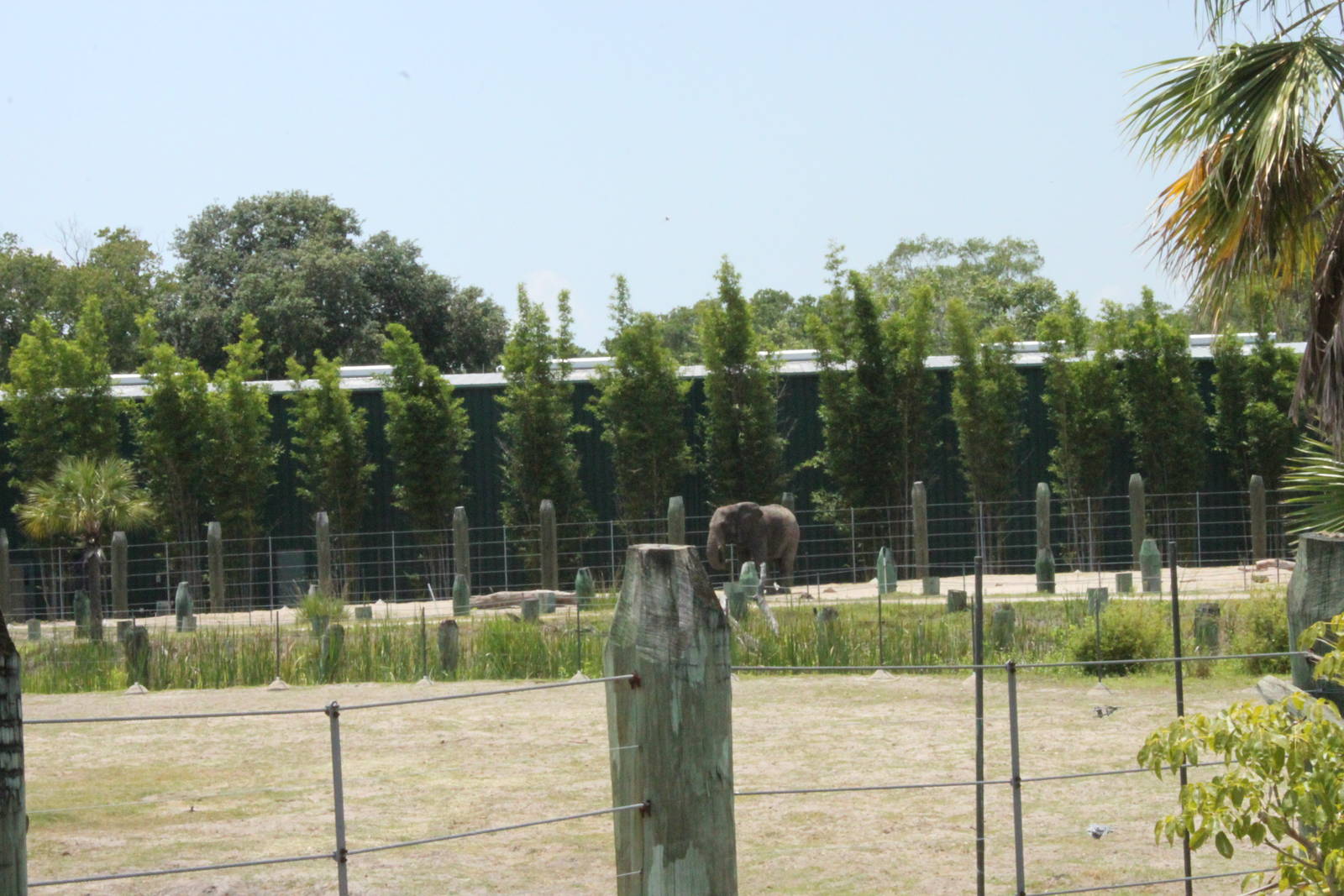 5/22/2011 African Elephants