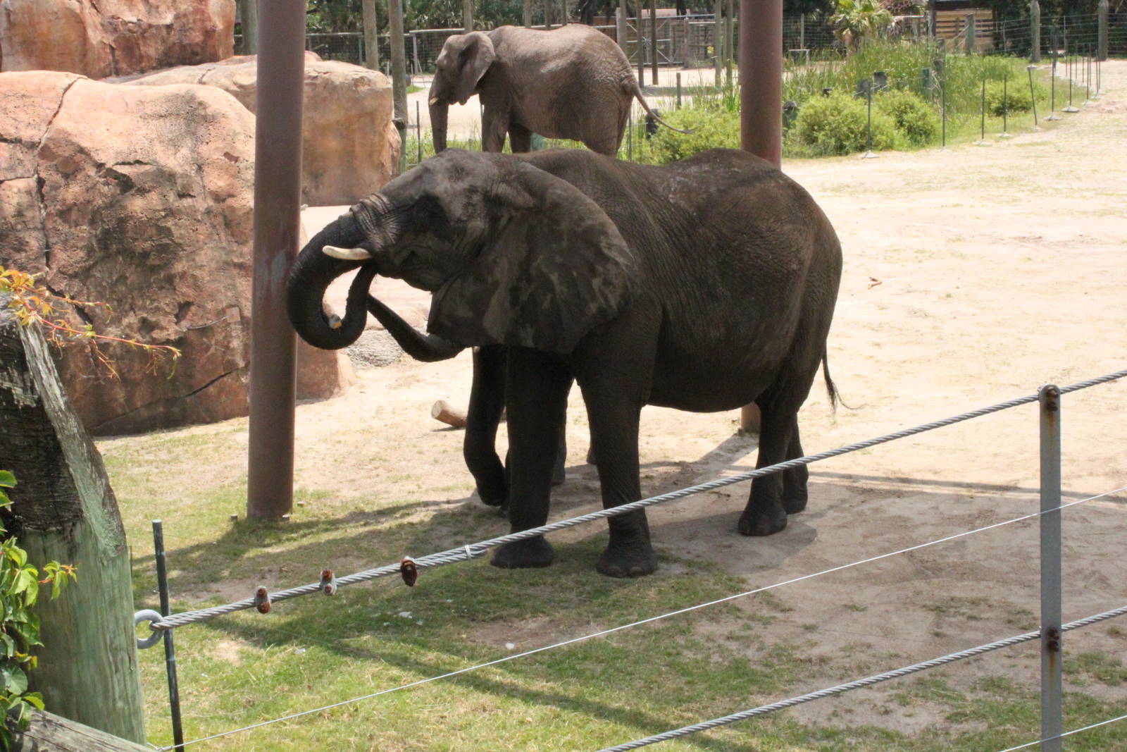 5/22/2011 African Elephants