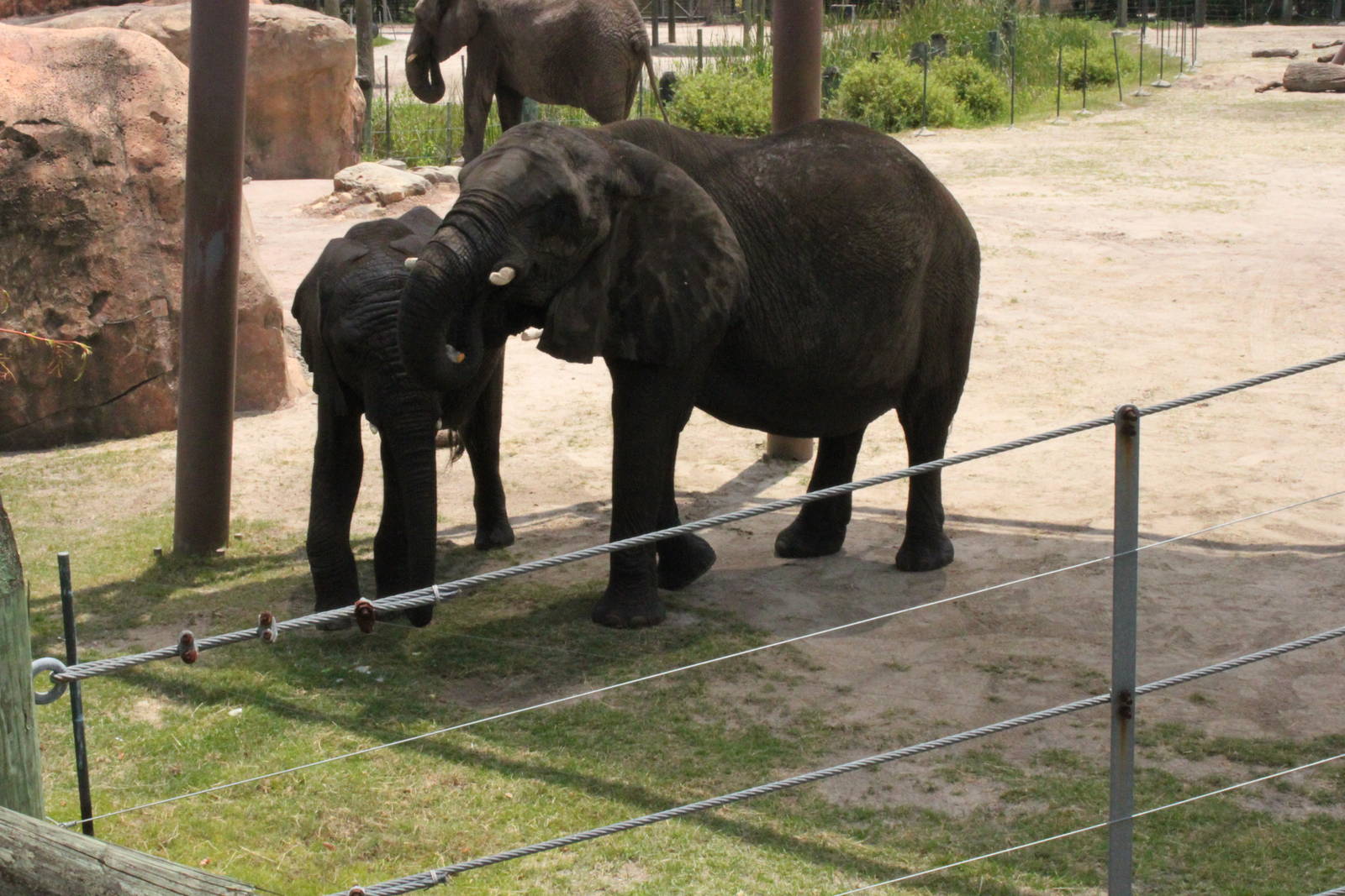 5/22/2011 African Elephants