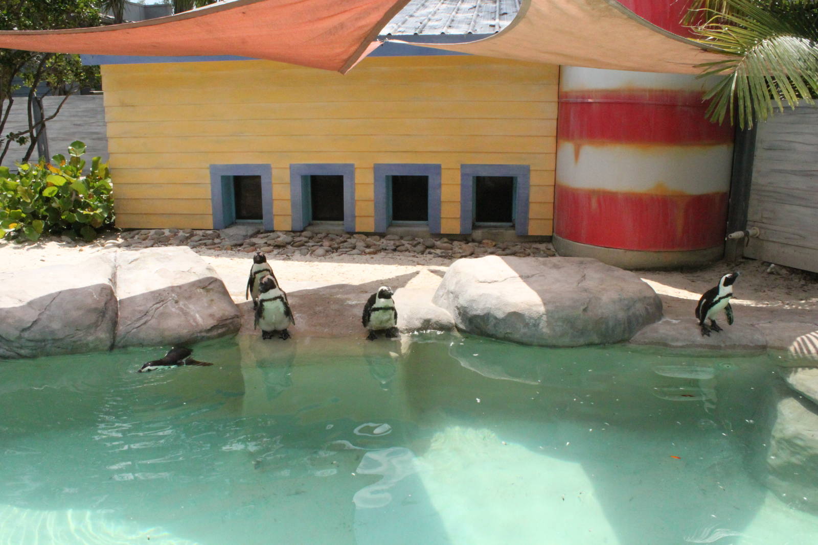 5/22/2011 African penguin exhibit