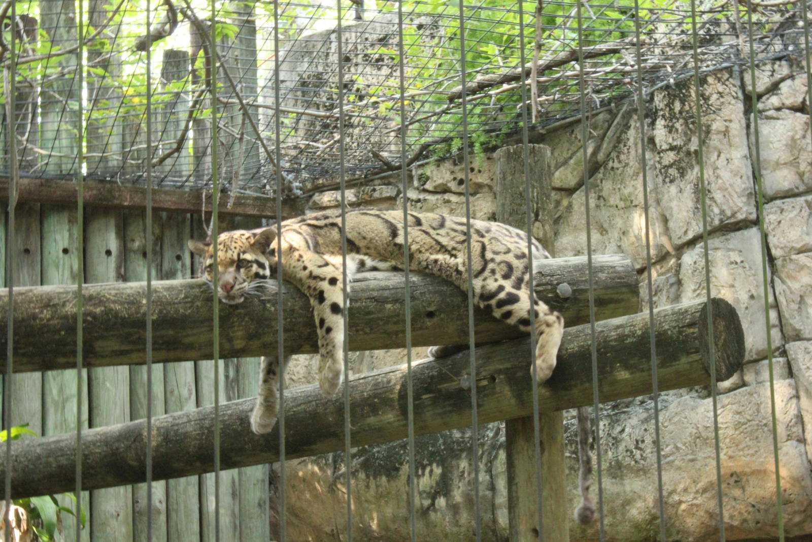 5/22/2011 Clouded Leopard