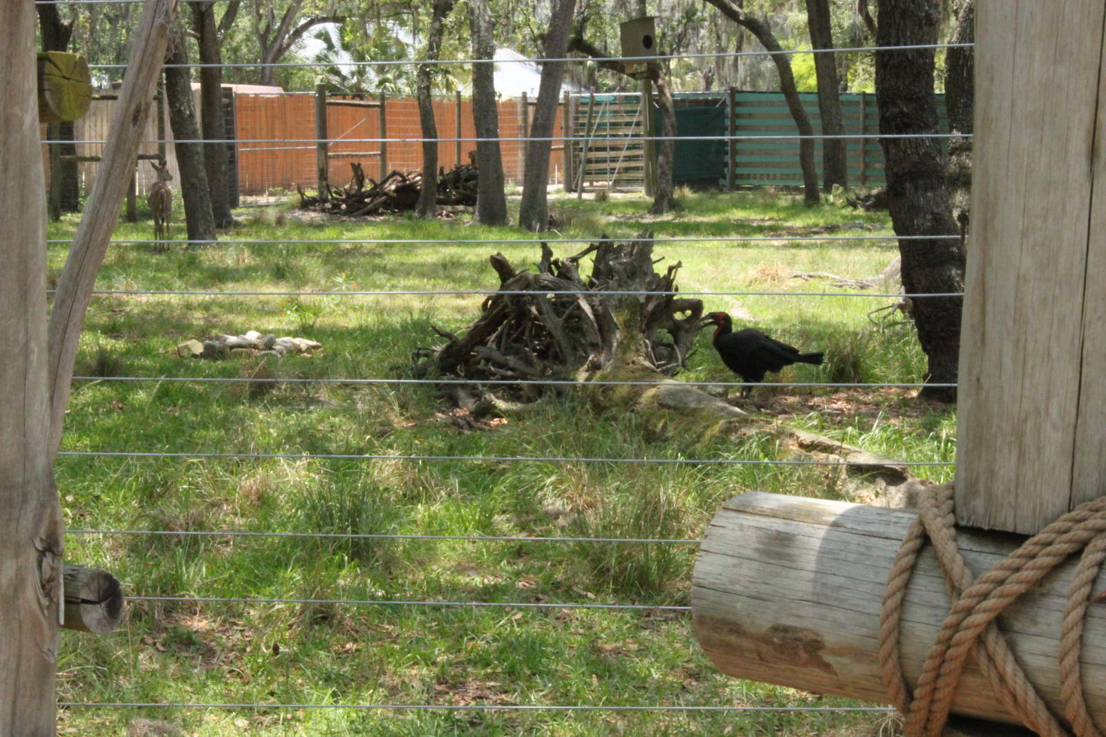 5/22/2011 exhibit for Southern Ground Hornbill, Lesser Kudu, Bay Duiker, an