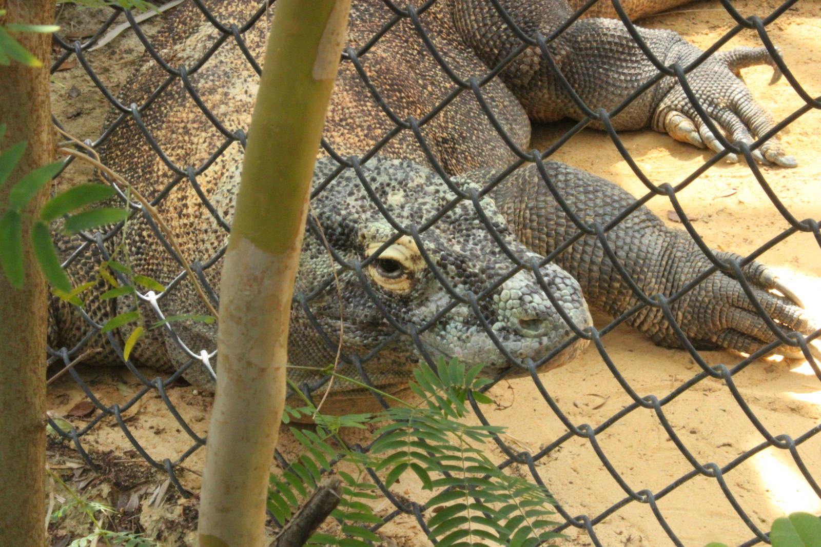 5/22/2011 komodo dragon