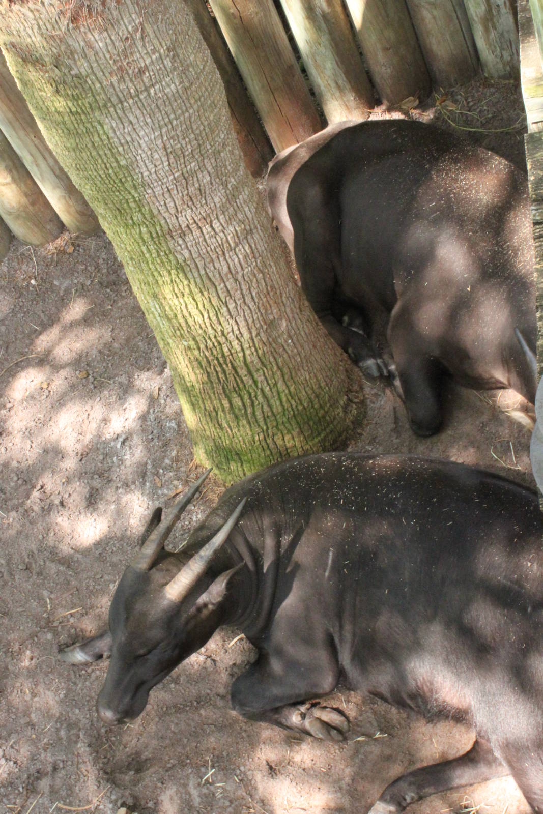 5/22/2011 Lowland Anoa