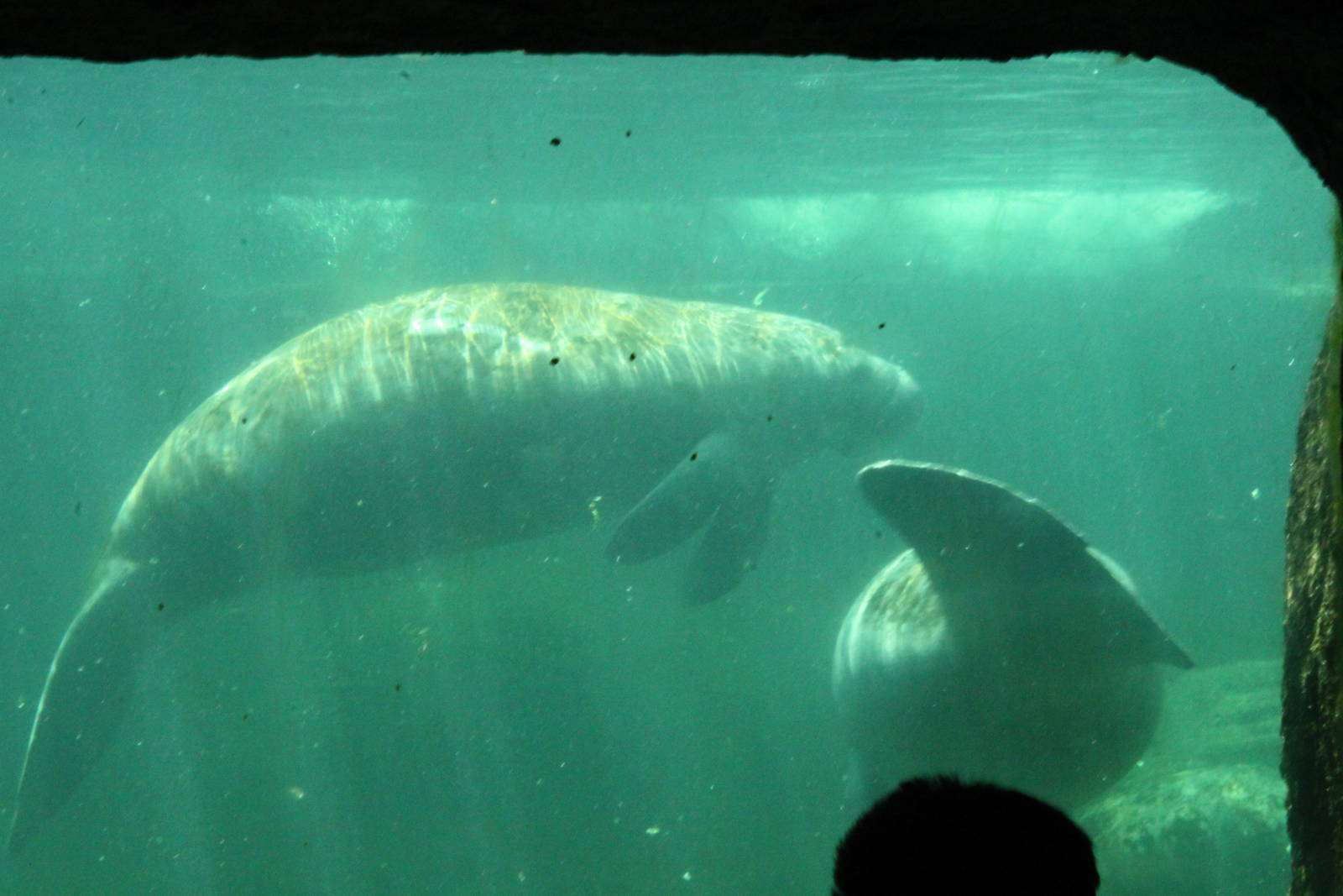 5/22/2011 manatee