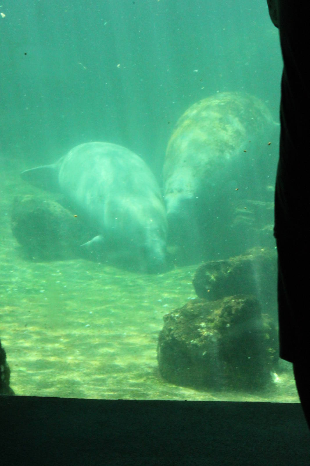 5/22/2011 manatees