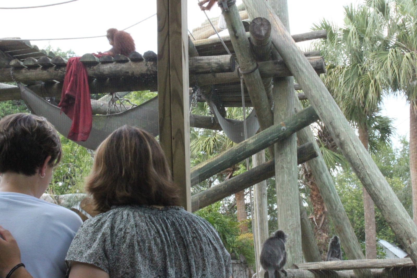 5/22/2011 Orangatang and Silvered Langur from viewing area