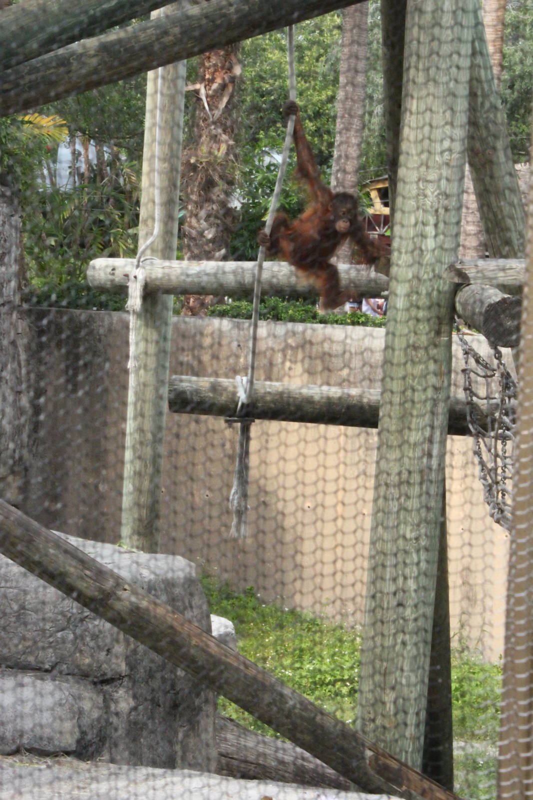 5/22/2011 Orangatang