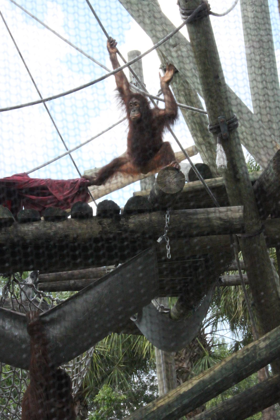 5/22/2011 Orangatang