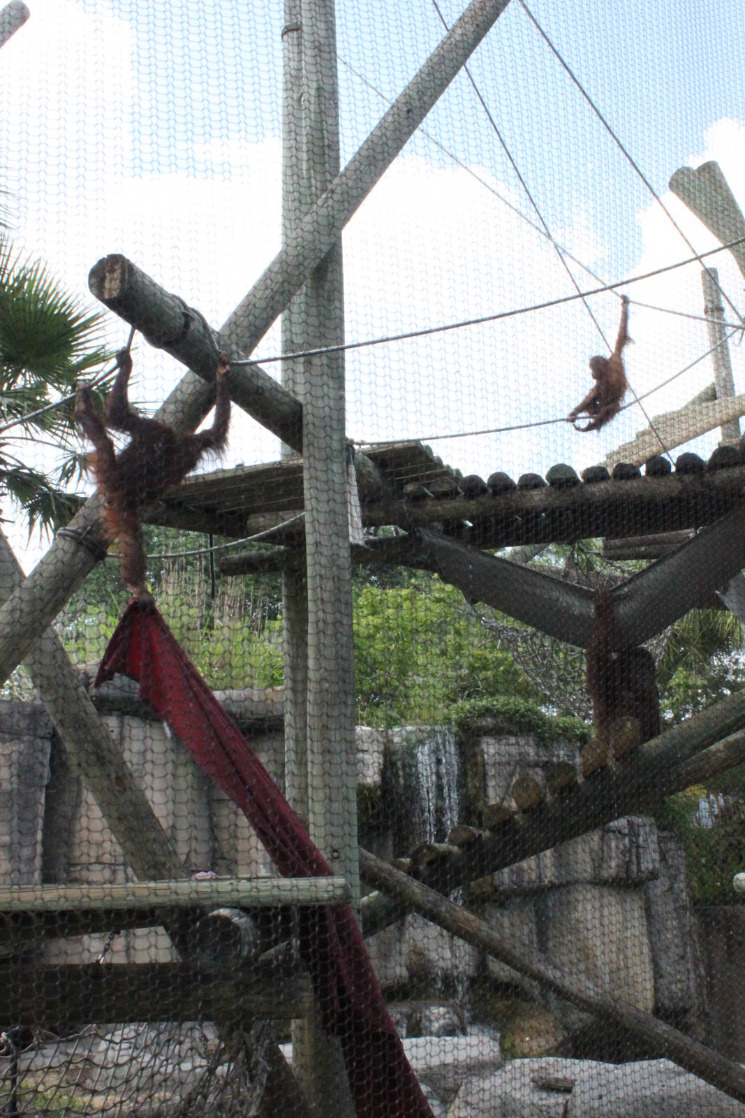 5/22/2011 Orangatang