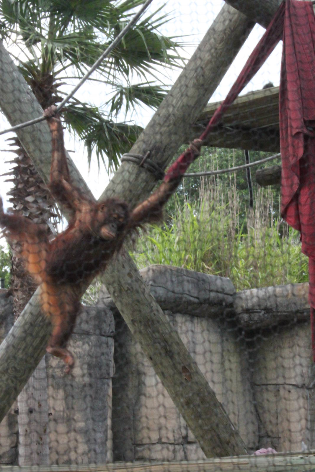 5/22/2011 Orangatang