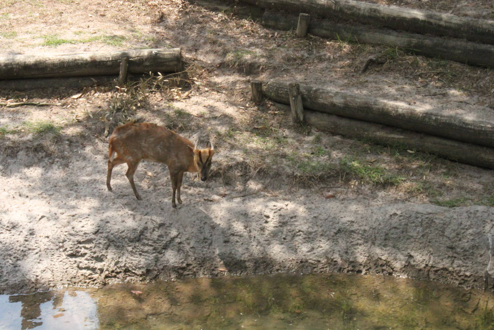5/22/2011 Reeve's Muntjac