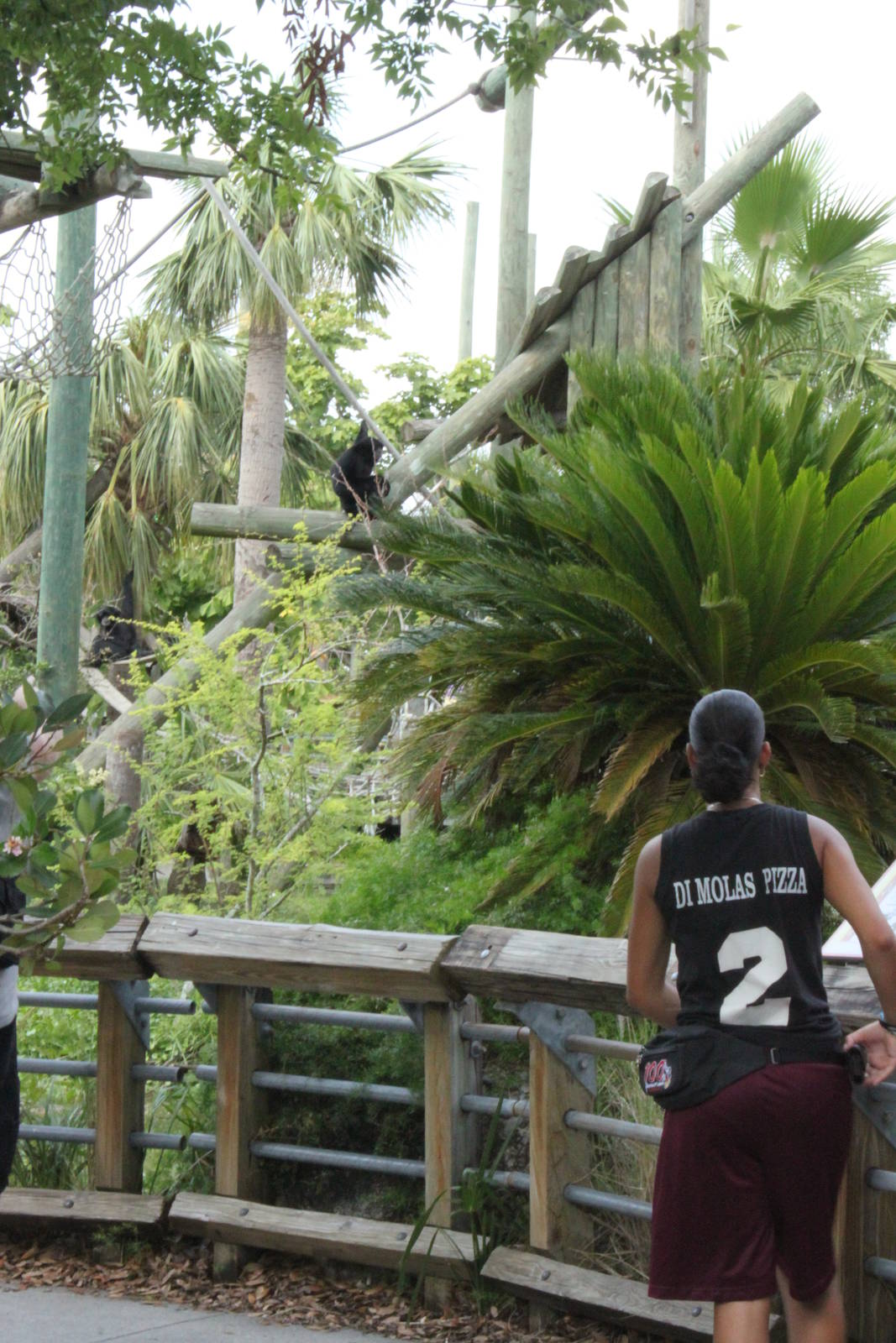 5/22/2011 Siamang Gibbon from walkway