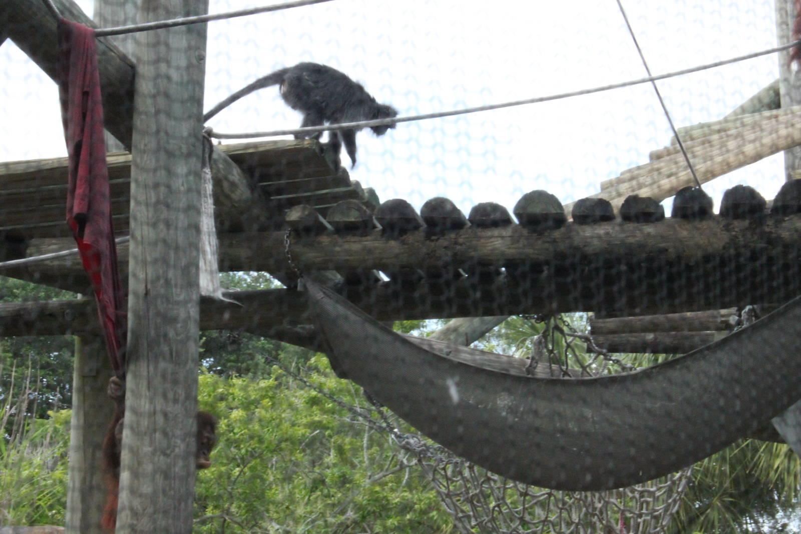 5/22/2011 Silvered Langur