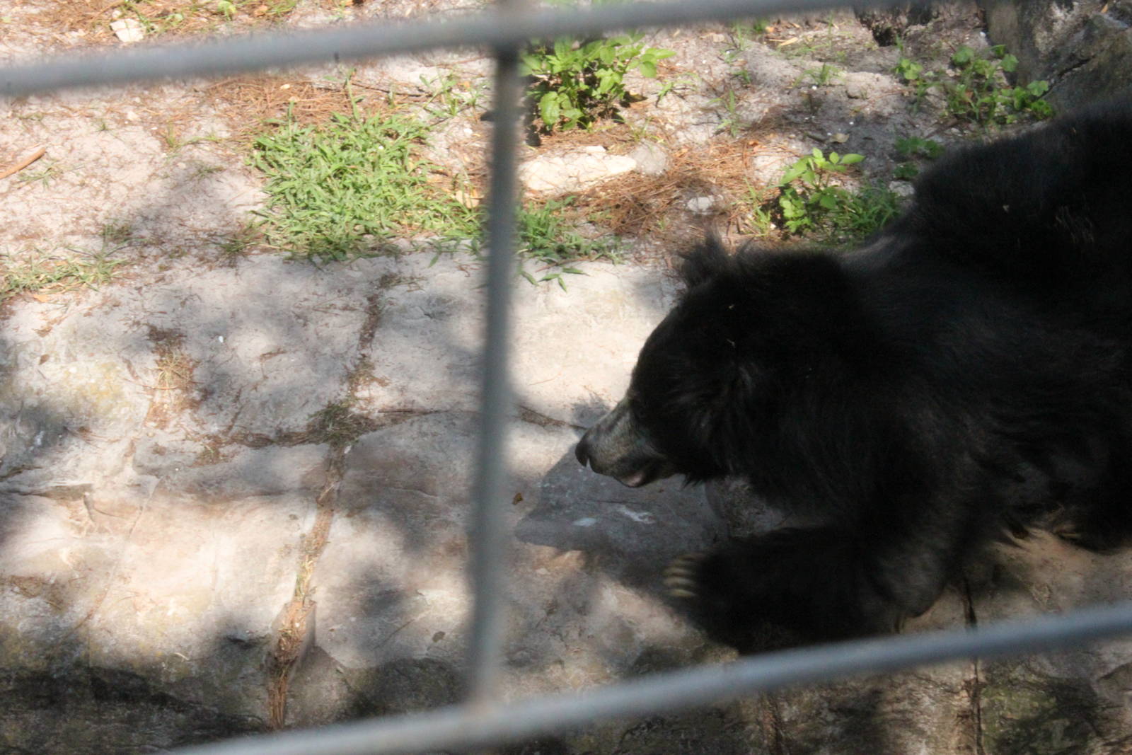 5/22/2011 Sloth Bear