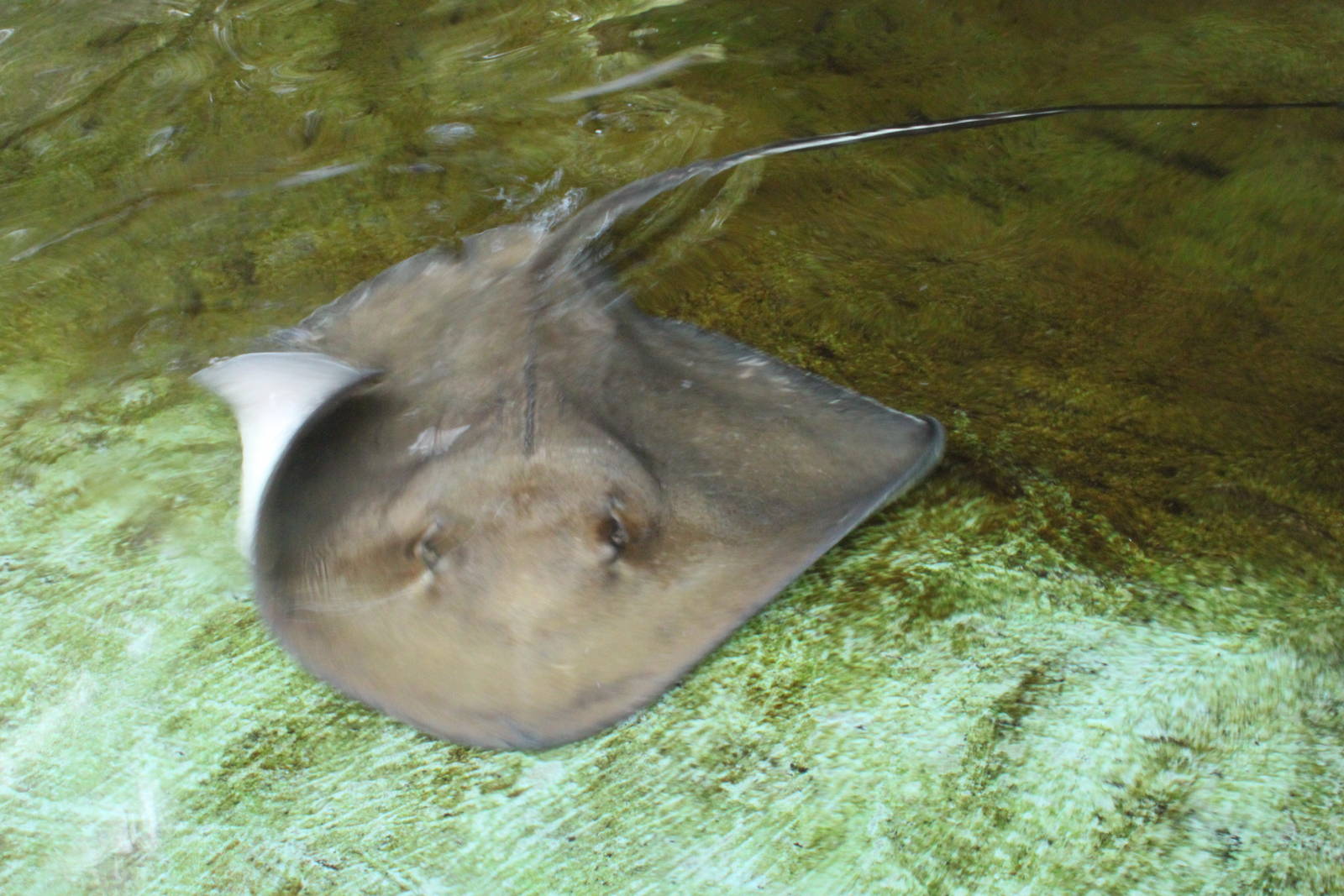 5/22/2011 stingray bay