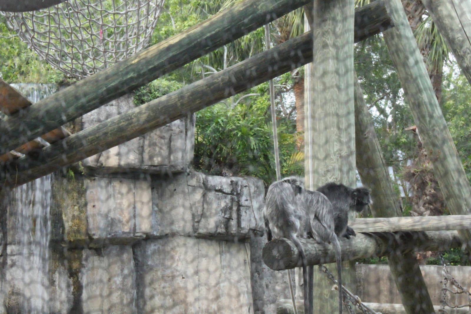 5/22/2011 trio of Silvered Langur