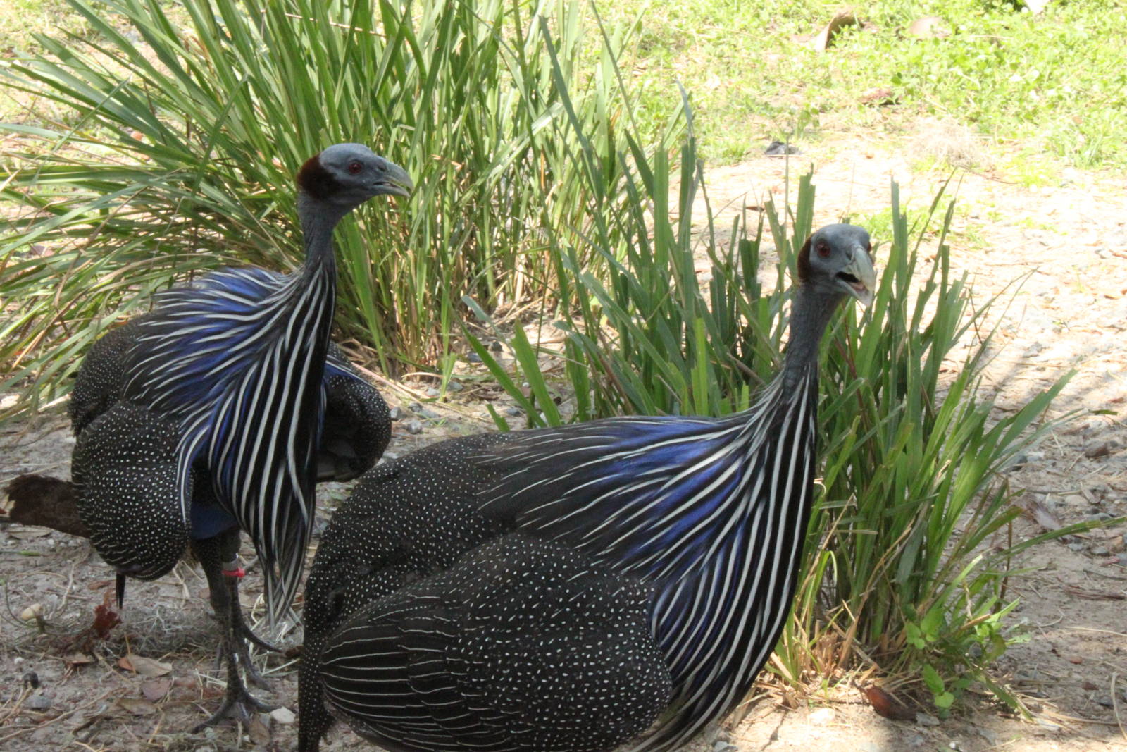 5/22/2011 Vulturine guinea fowl