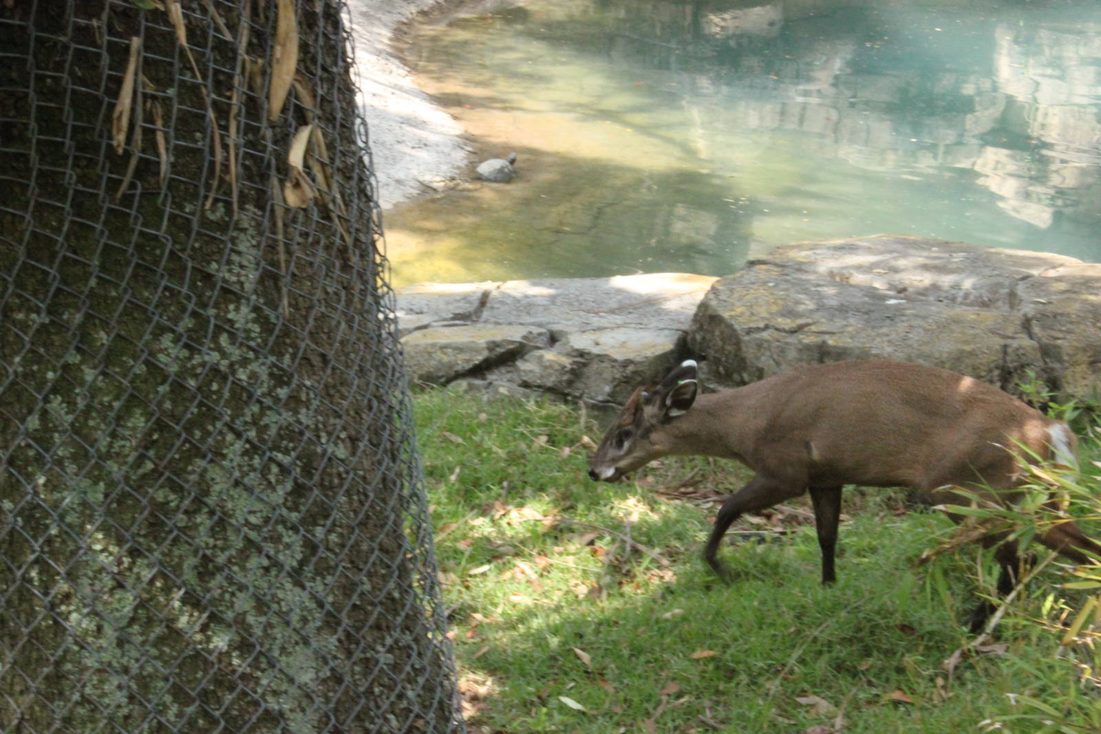 5/22/2011 Western Tuffted Deer